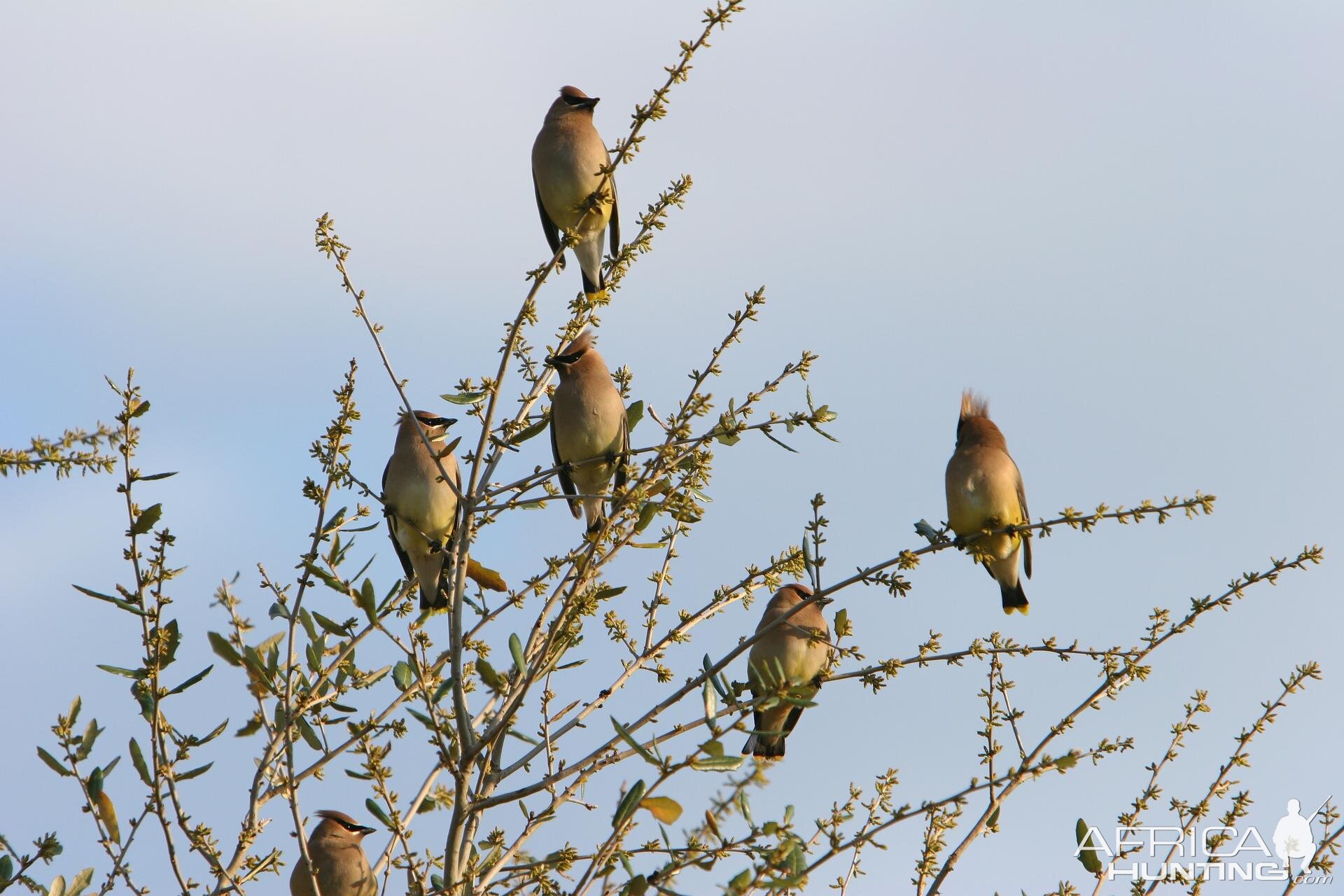 Cedar Waxwings