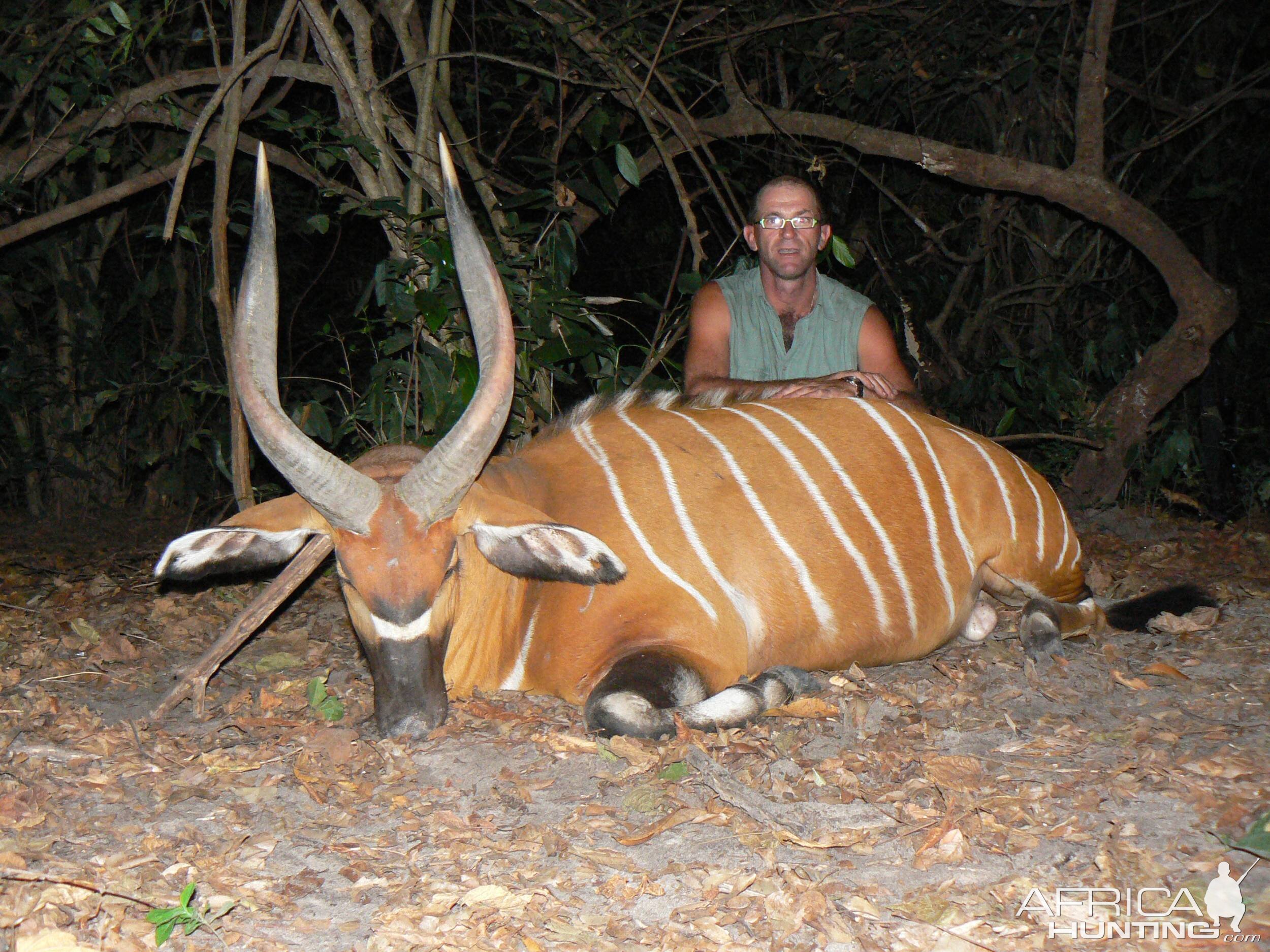 Central Africa. Bongo 28'