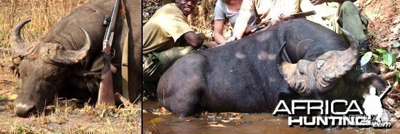 Central African Buffalo