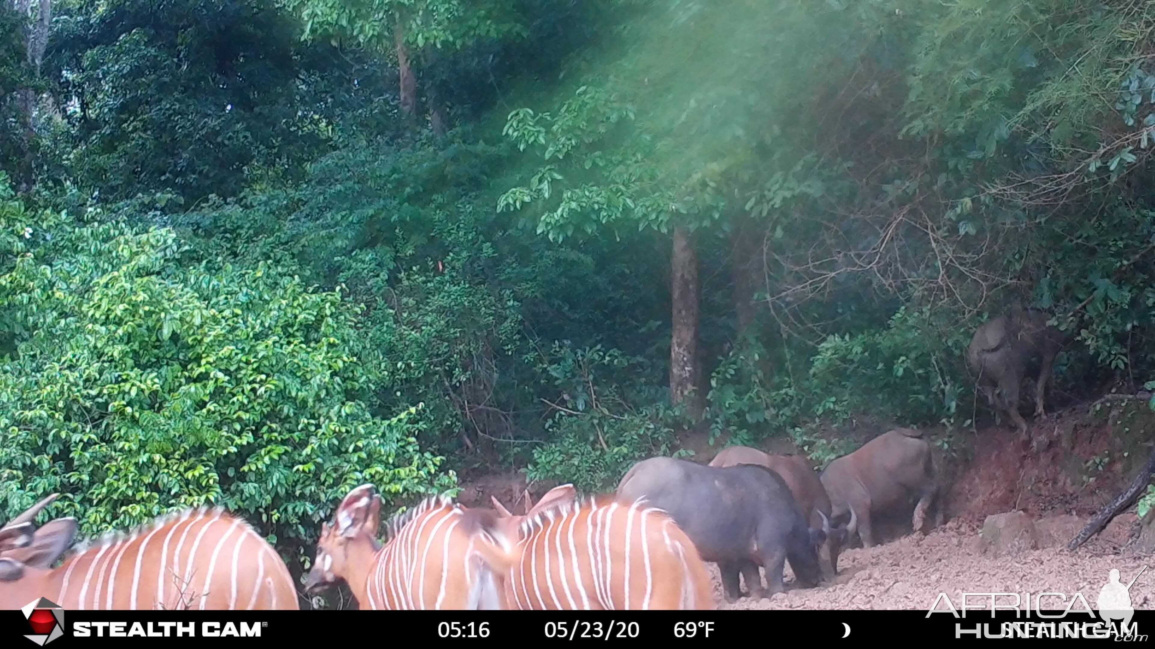 Central African Savanna buffalo and Bongo