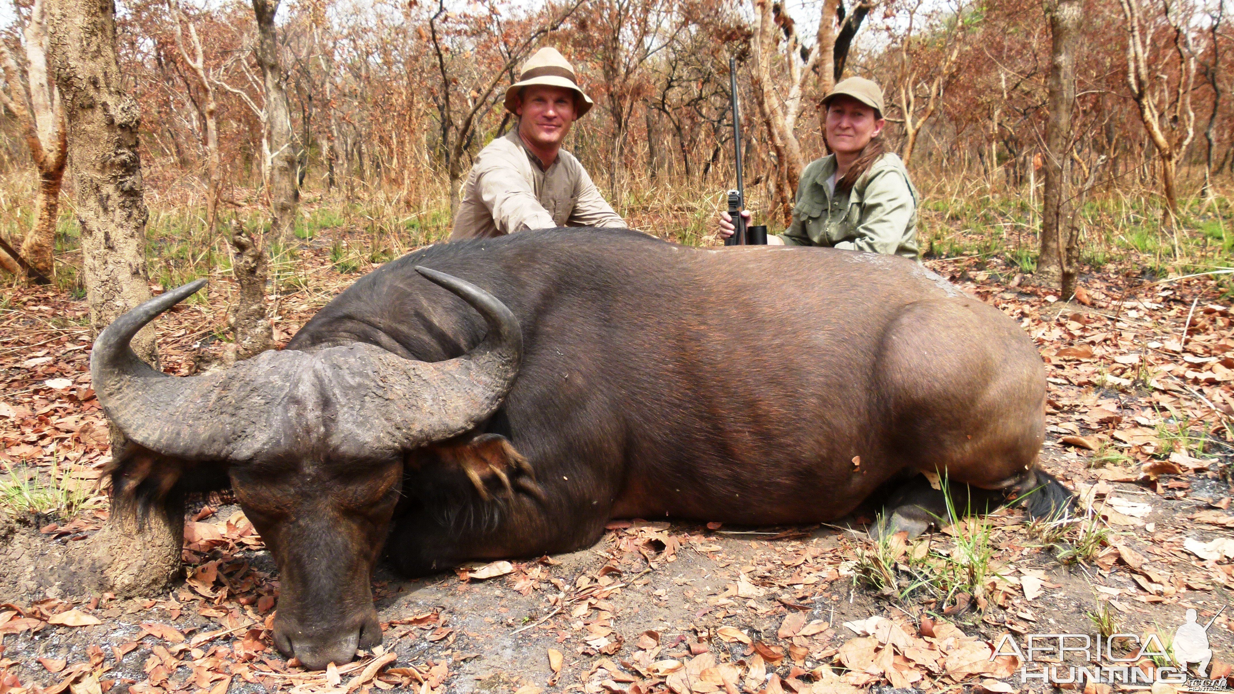 Central African Savanna Buffalo hunted in CAR