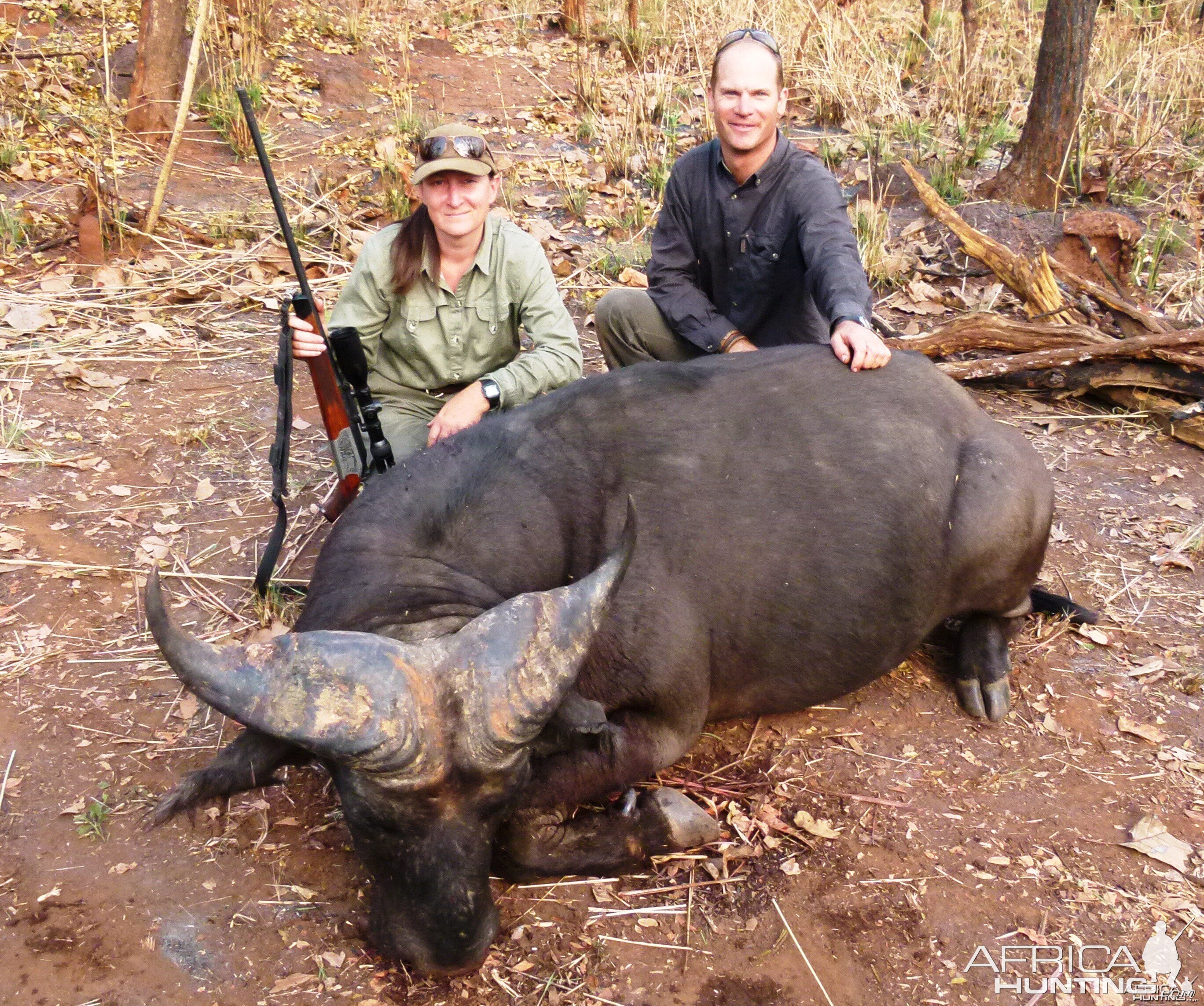 Central African Savanna Buffalo hunted in CAR