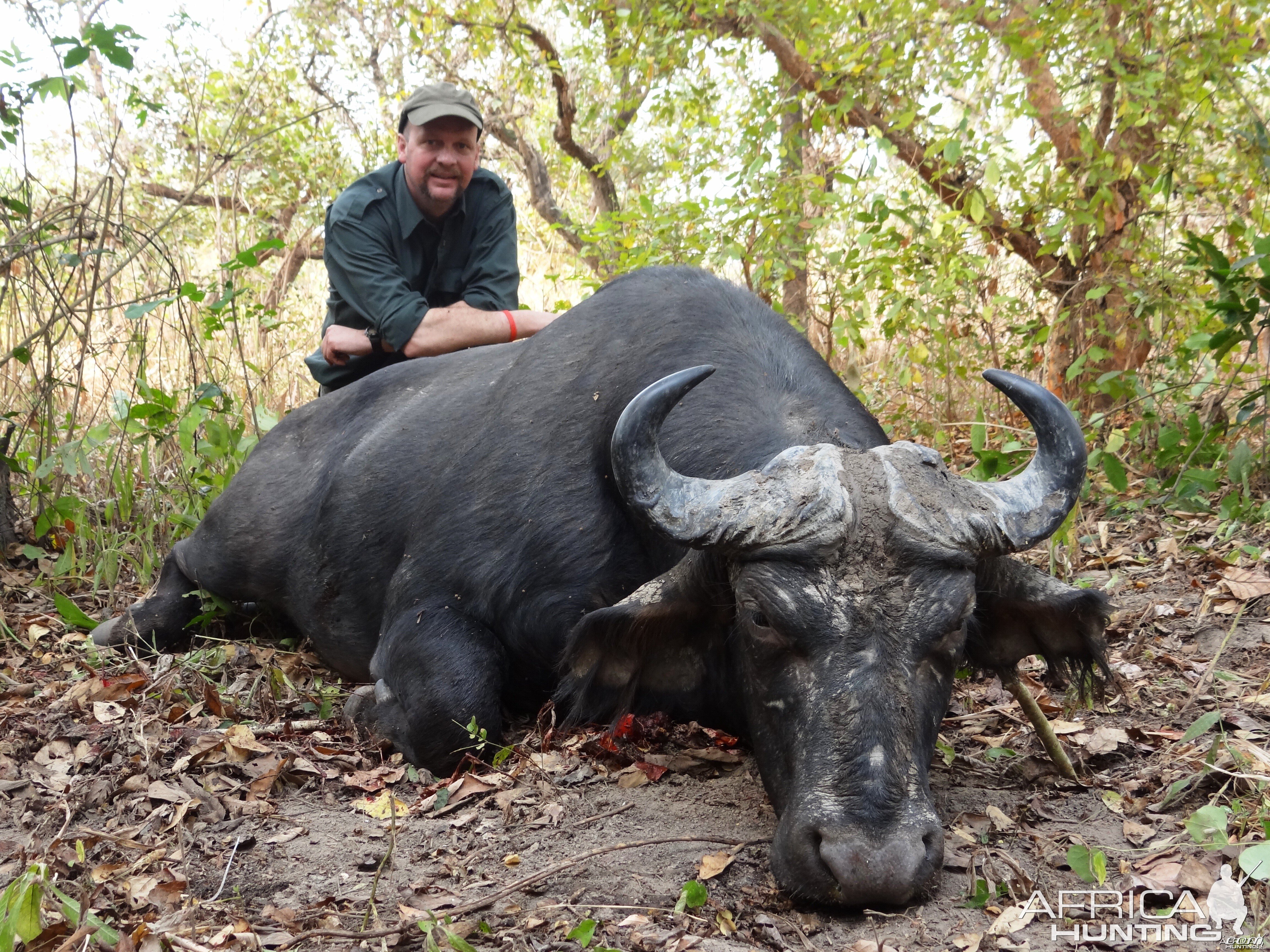 Central African Savanna Buffalo hunted in CAR