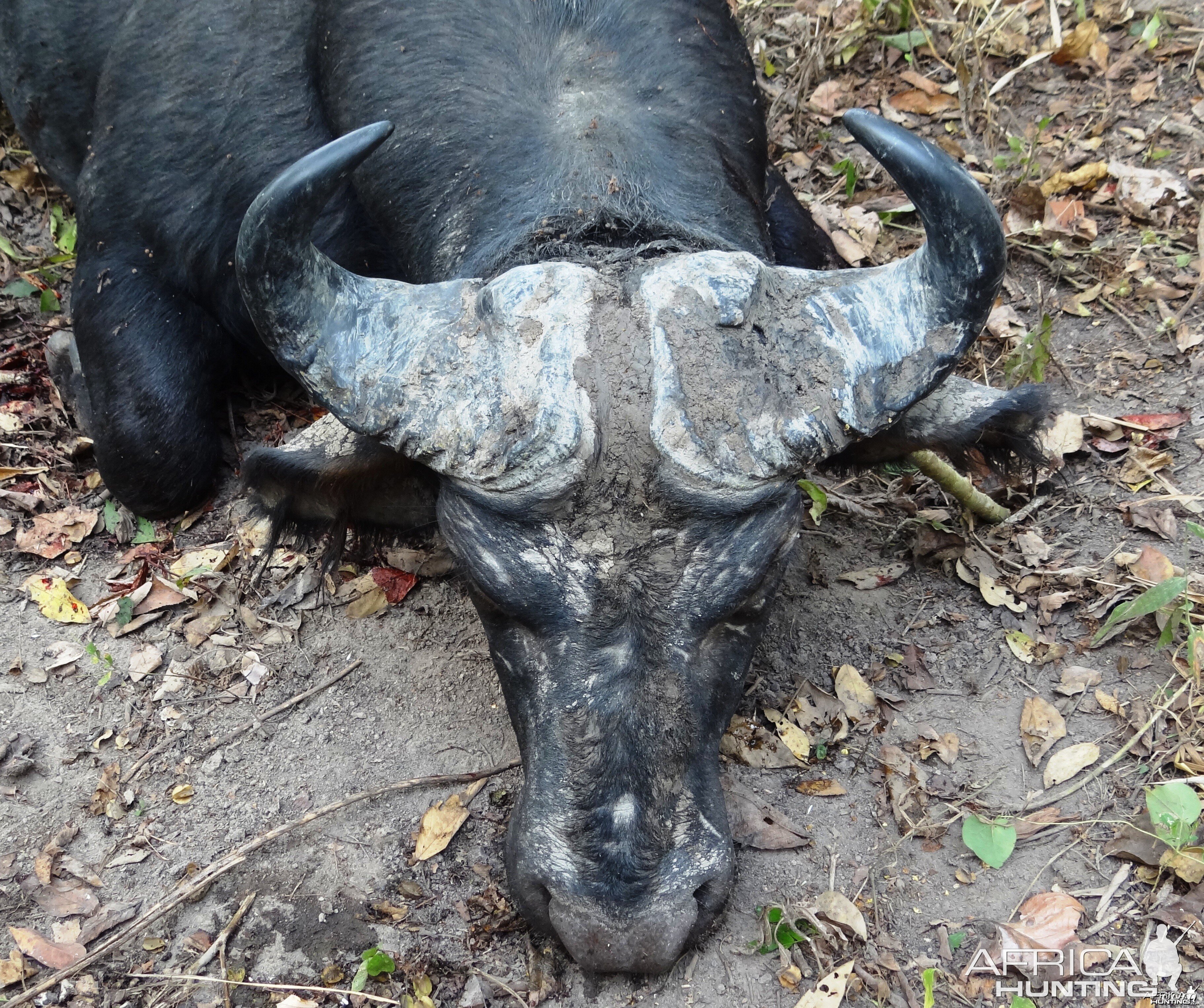 Central African Savanna Buffalo hunted in CAR