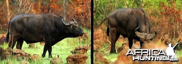 Central African Savanna Buffalo in CAR