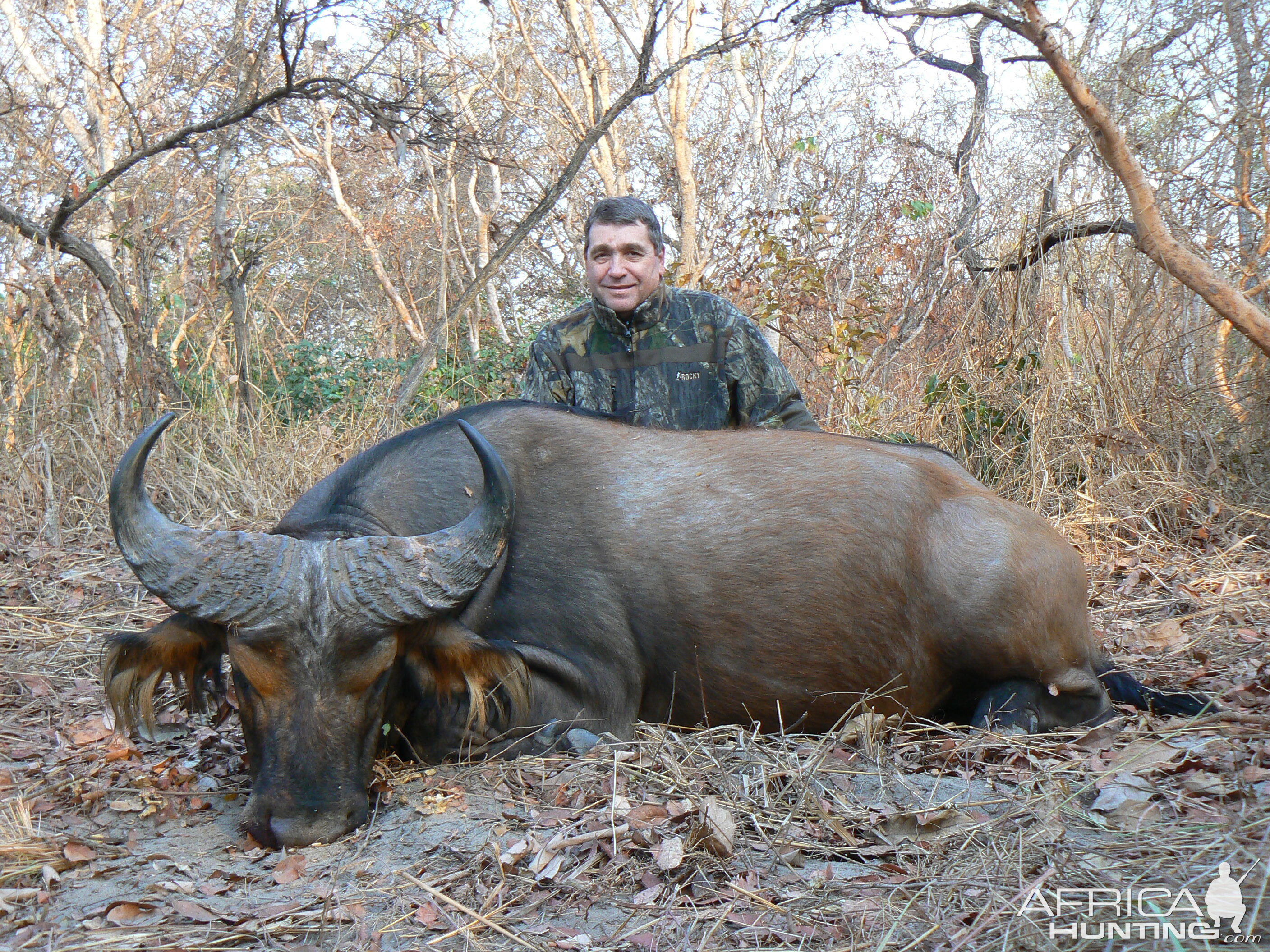 Central African Savannah Buffalo hunted in Central Africa with Club Faune