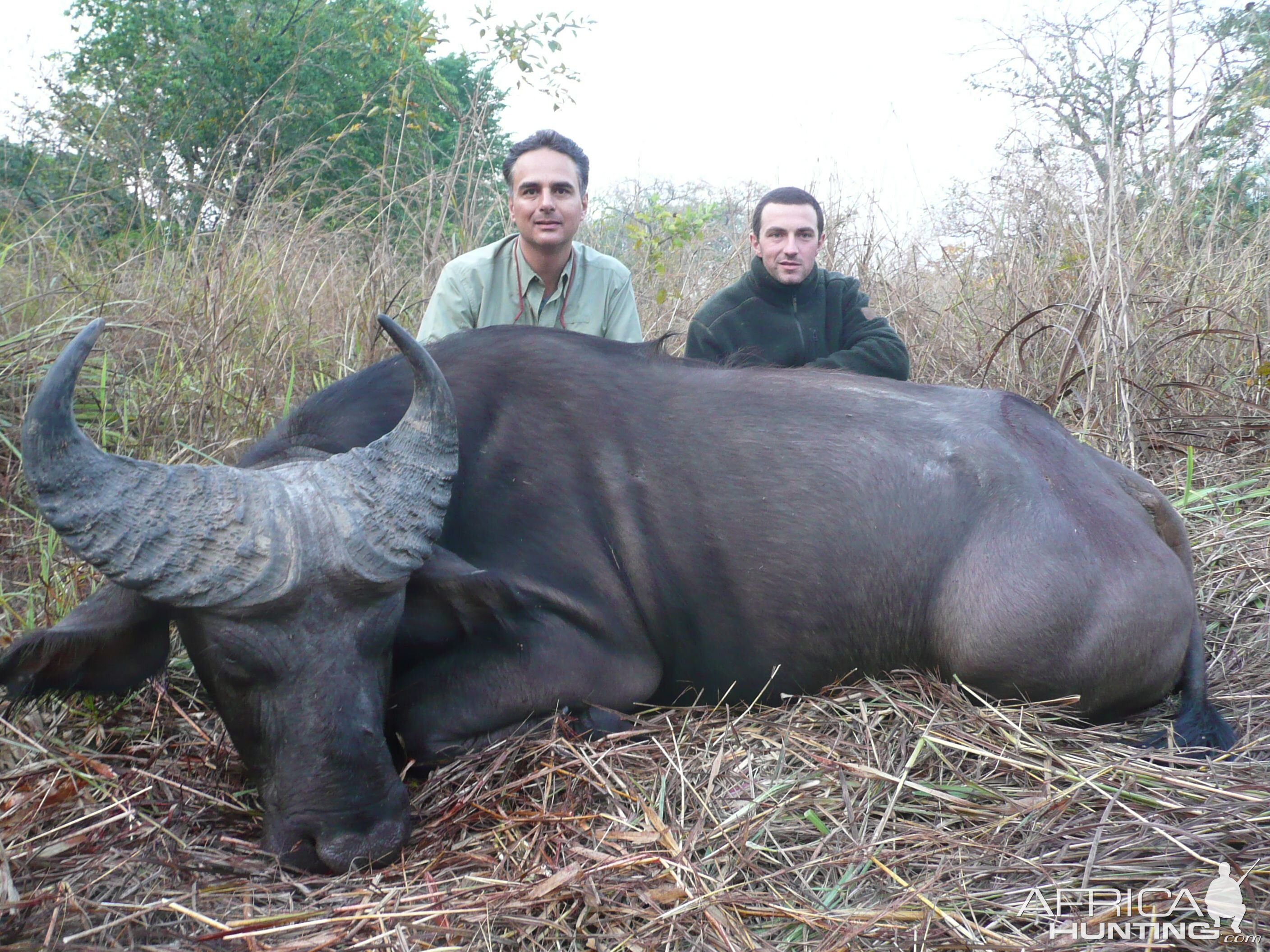 Central African Savannah Buffalo hunted in Central Africa with Club Faune