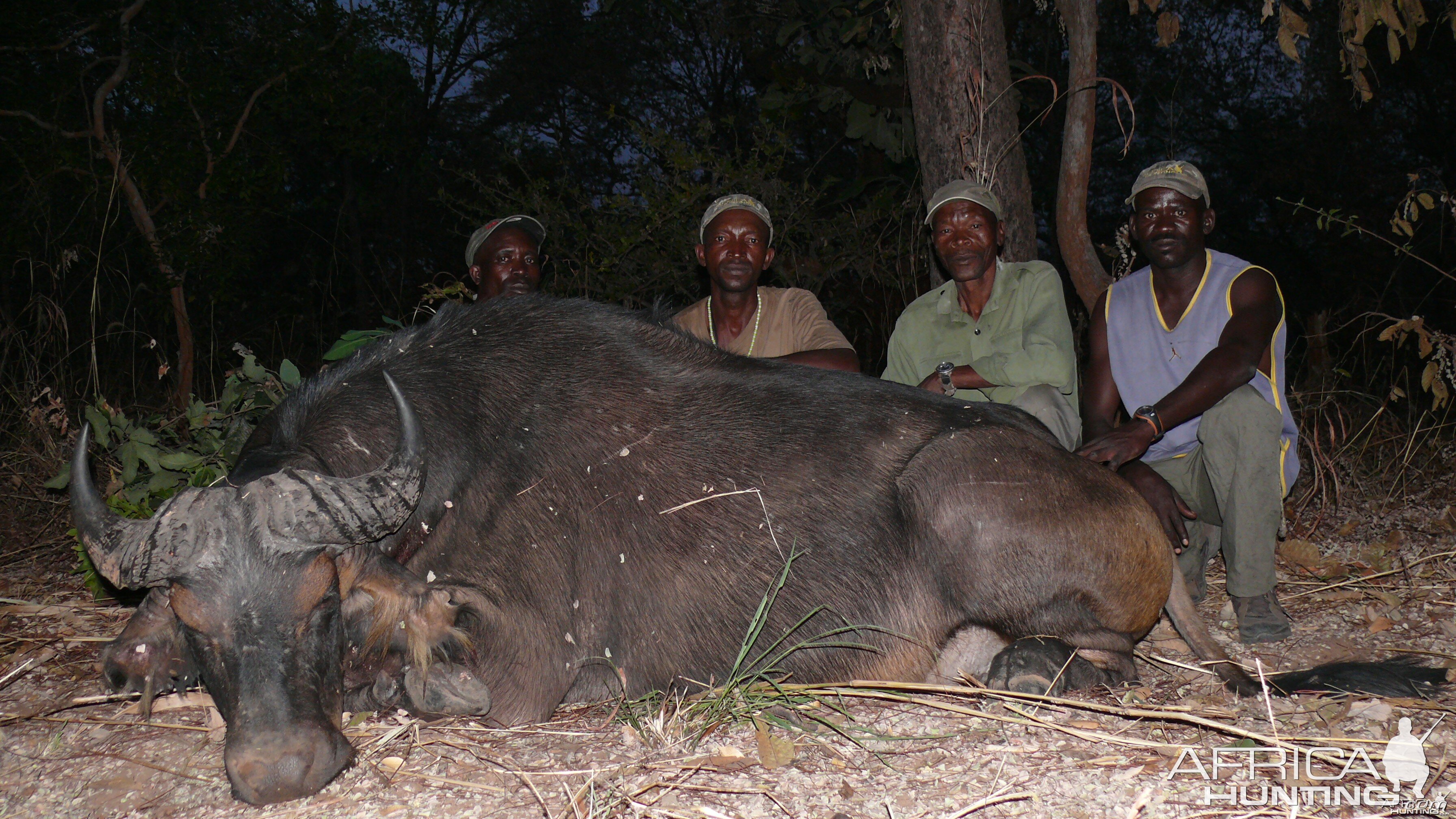 Central African Savannah Buffalo hunted in Central Africa with Club Faune