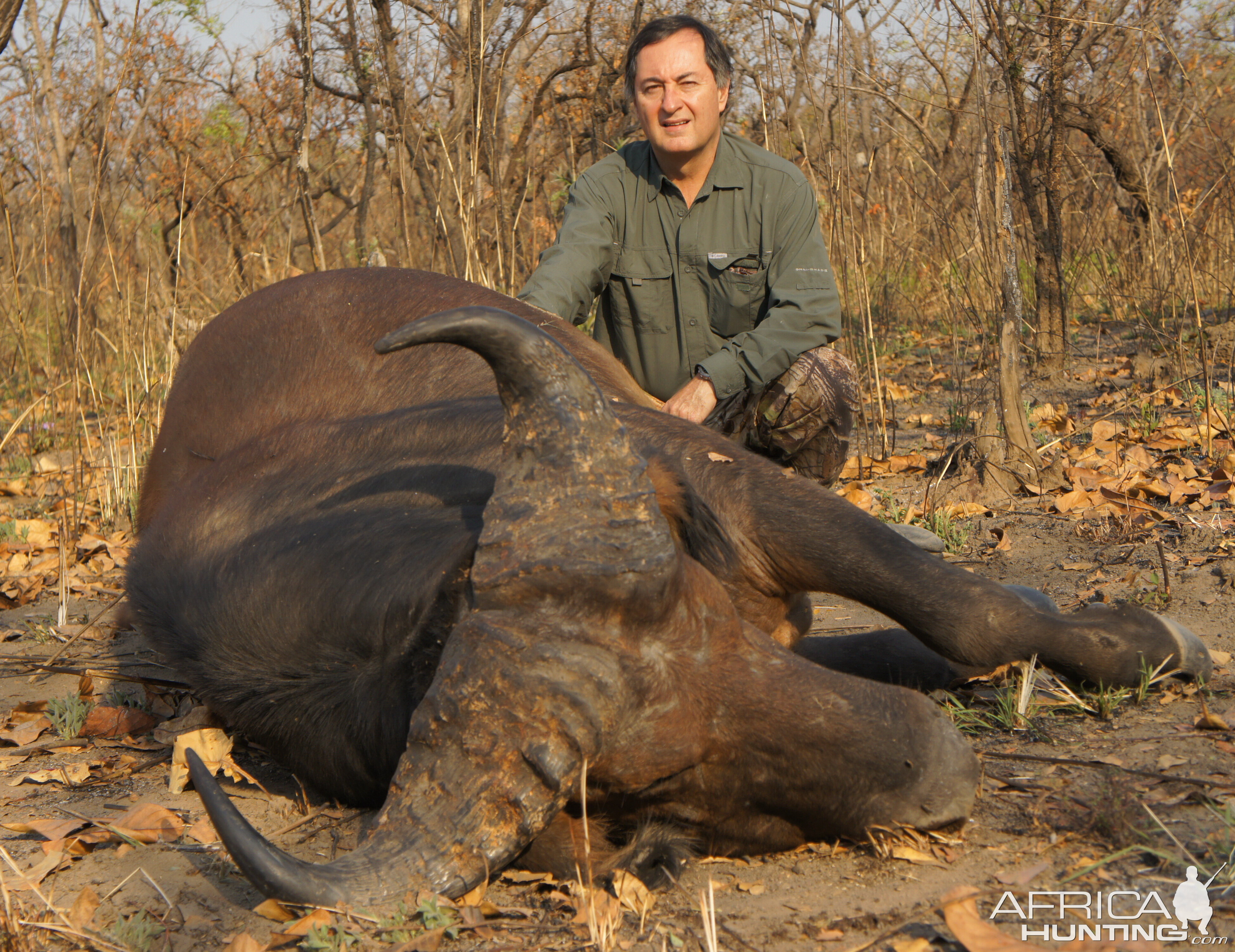 Central African Savannah Buffalo hunted in Central Africa with Club Faune