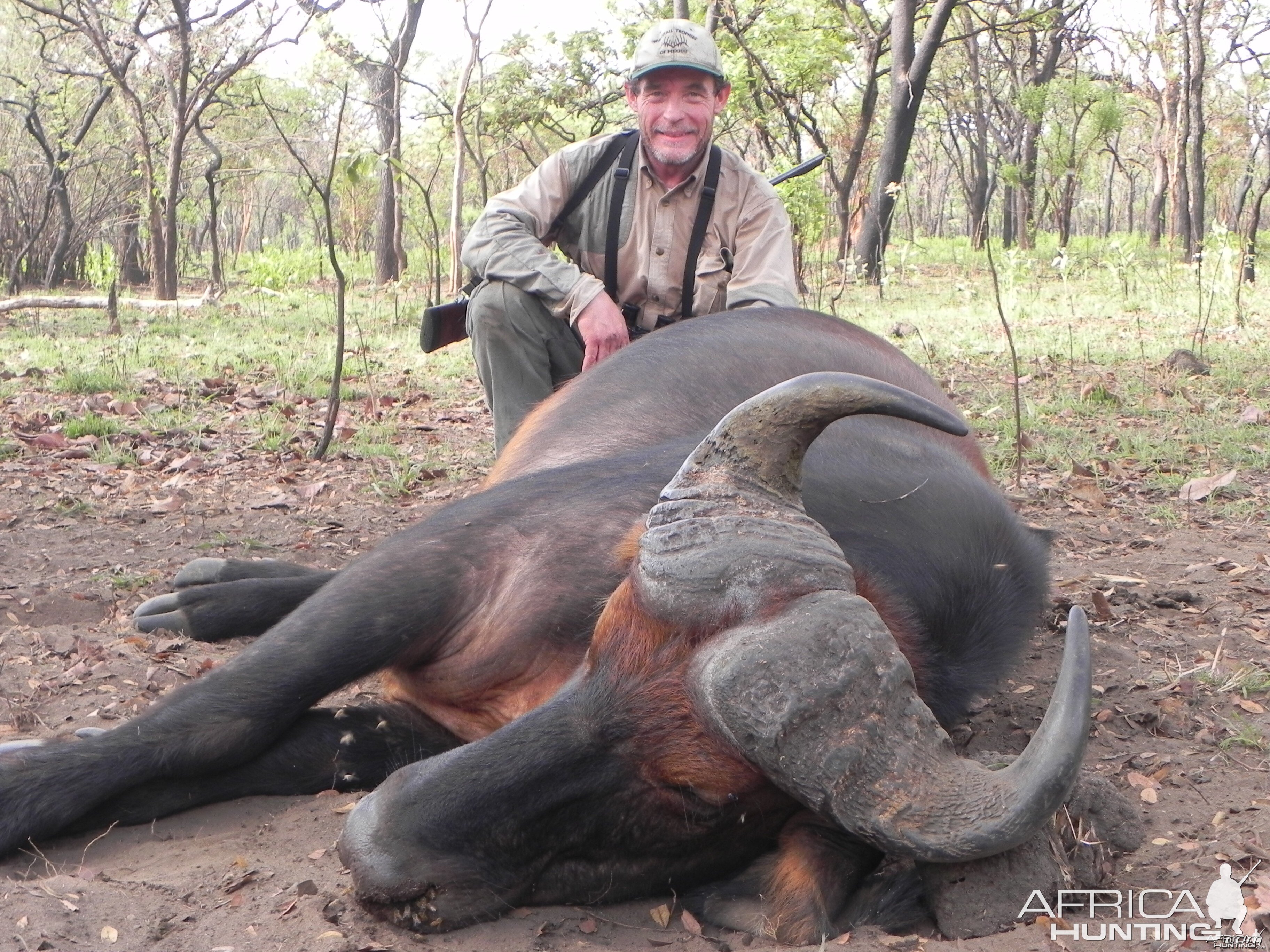 Central African Savannah Buffalo hunted in Central Africa with Club Faune