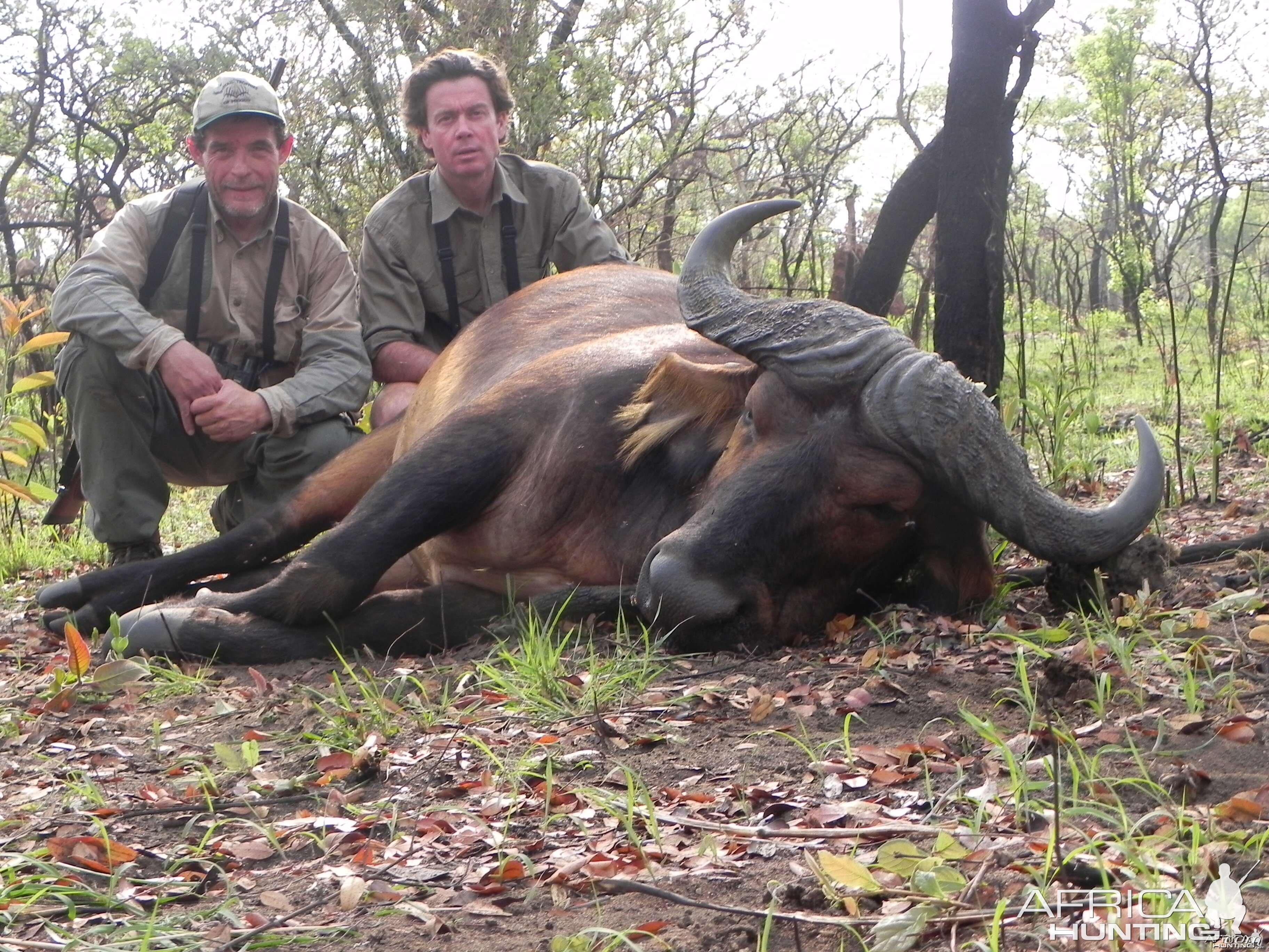 Central African Savannah Buffalo hunted in Central Africa with Club Faune