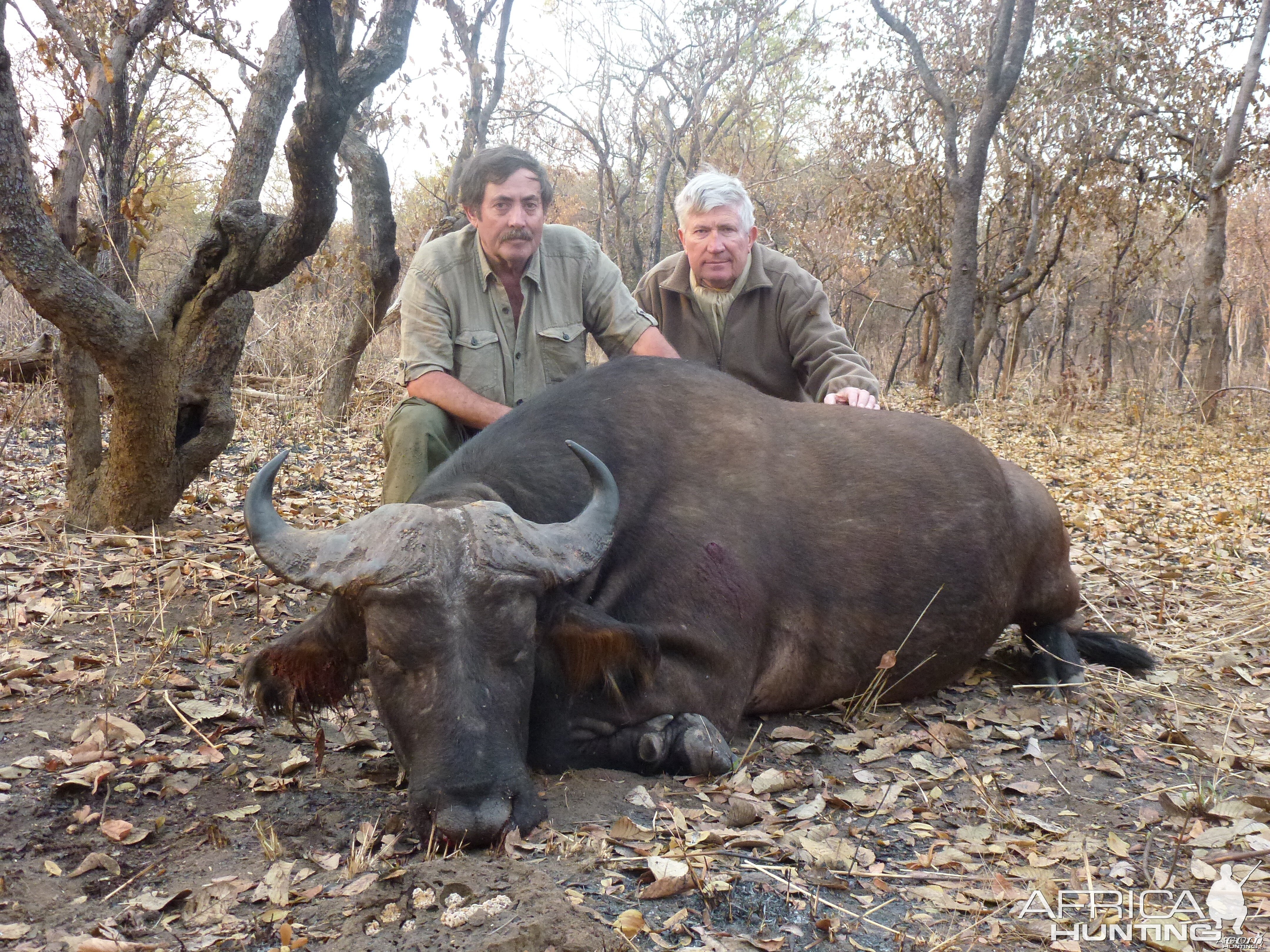 Central African Savannah Buffalo hunted in Central Africa with Club Faune