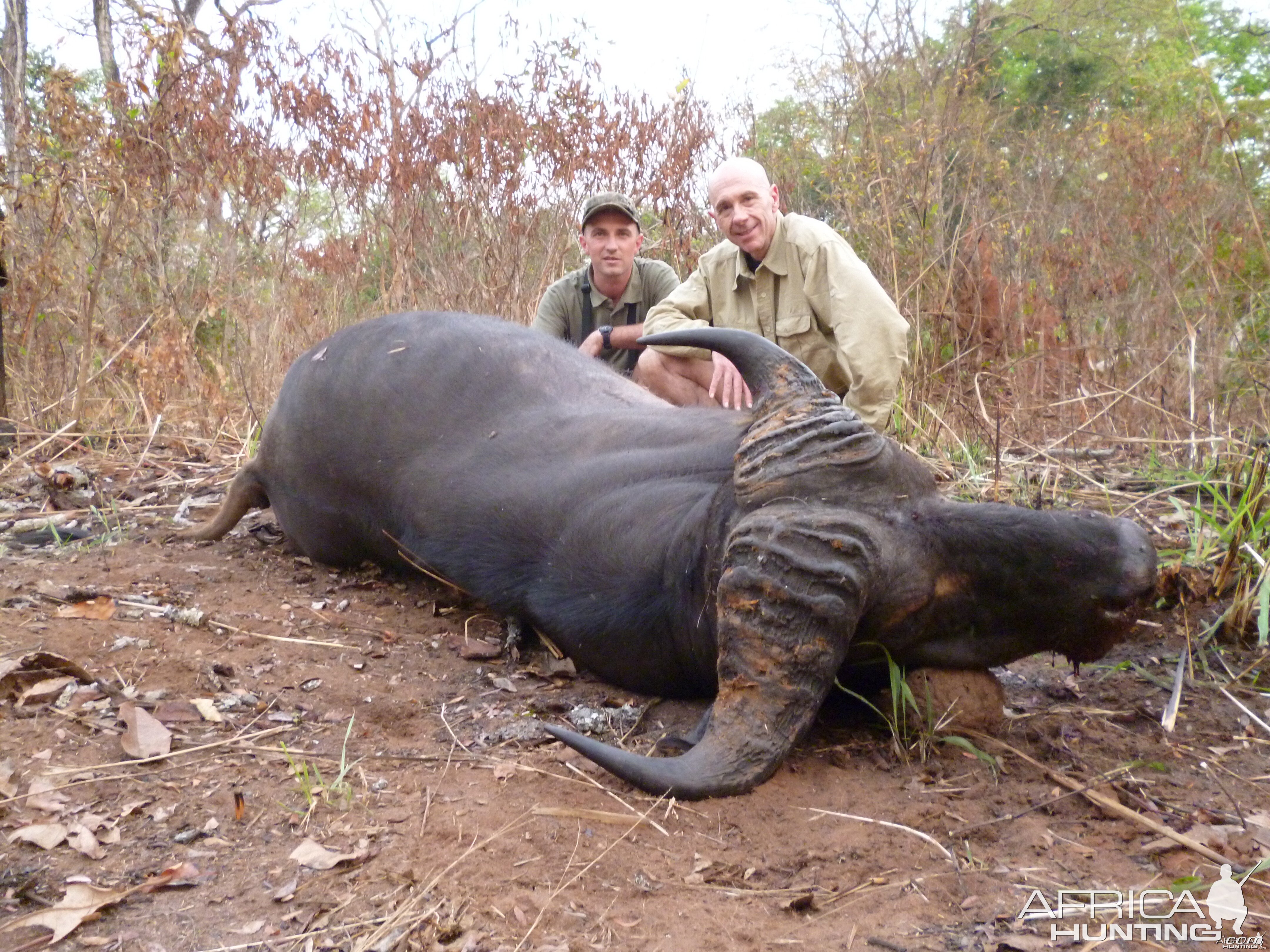 Central African Savannah Buffalo hunted in Central Africa with Club Faune