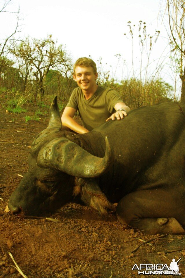 Central African Savannah Buffalo