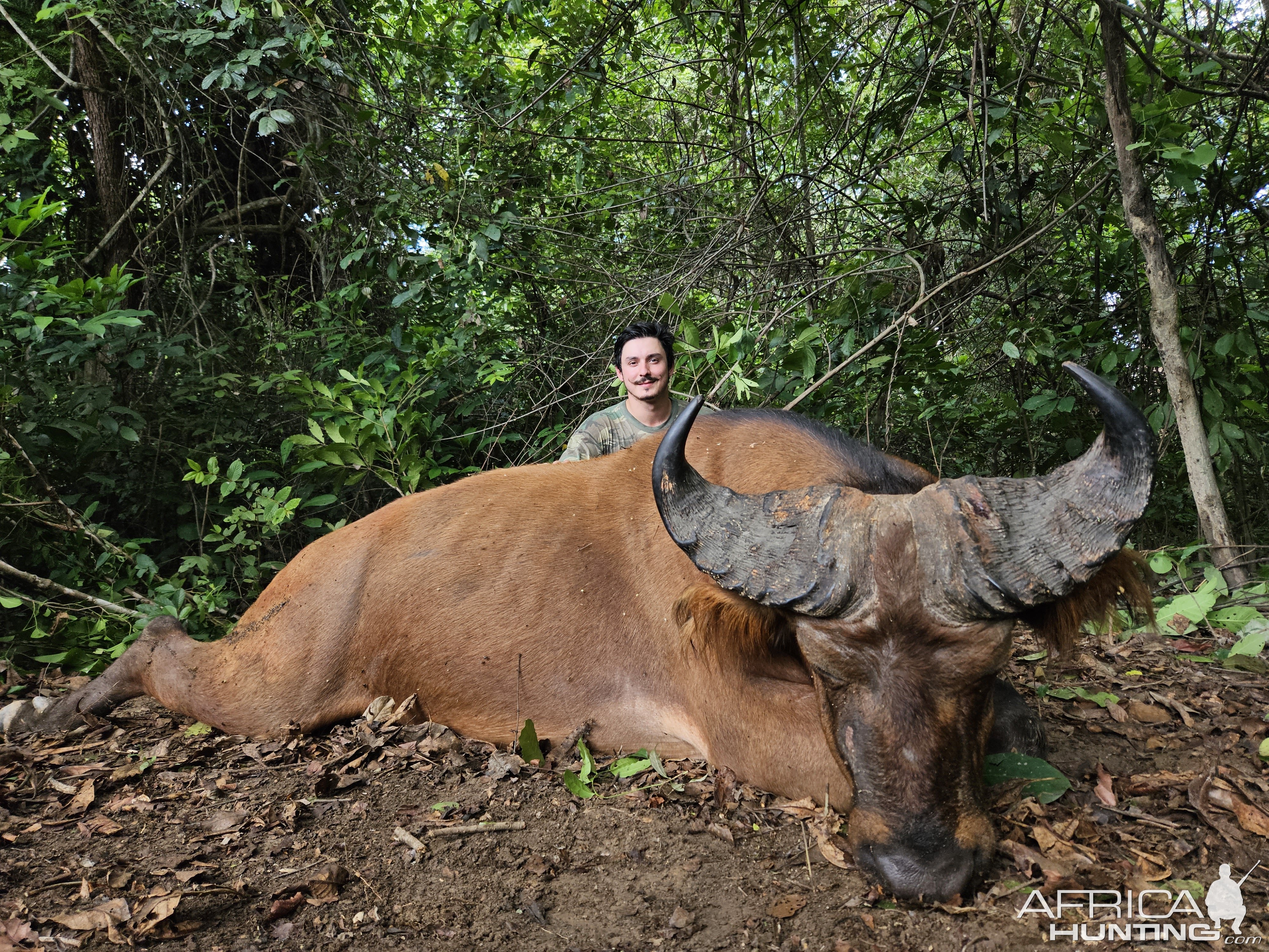 Central Savanna Buffalo Hunt Central African Republic