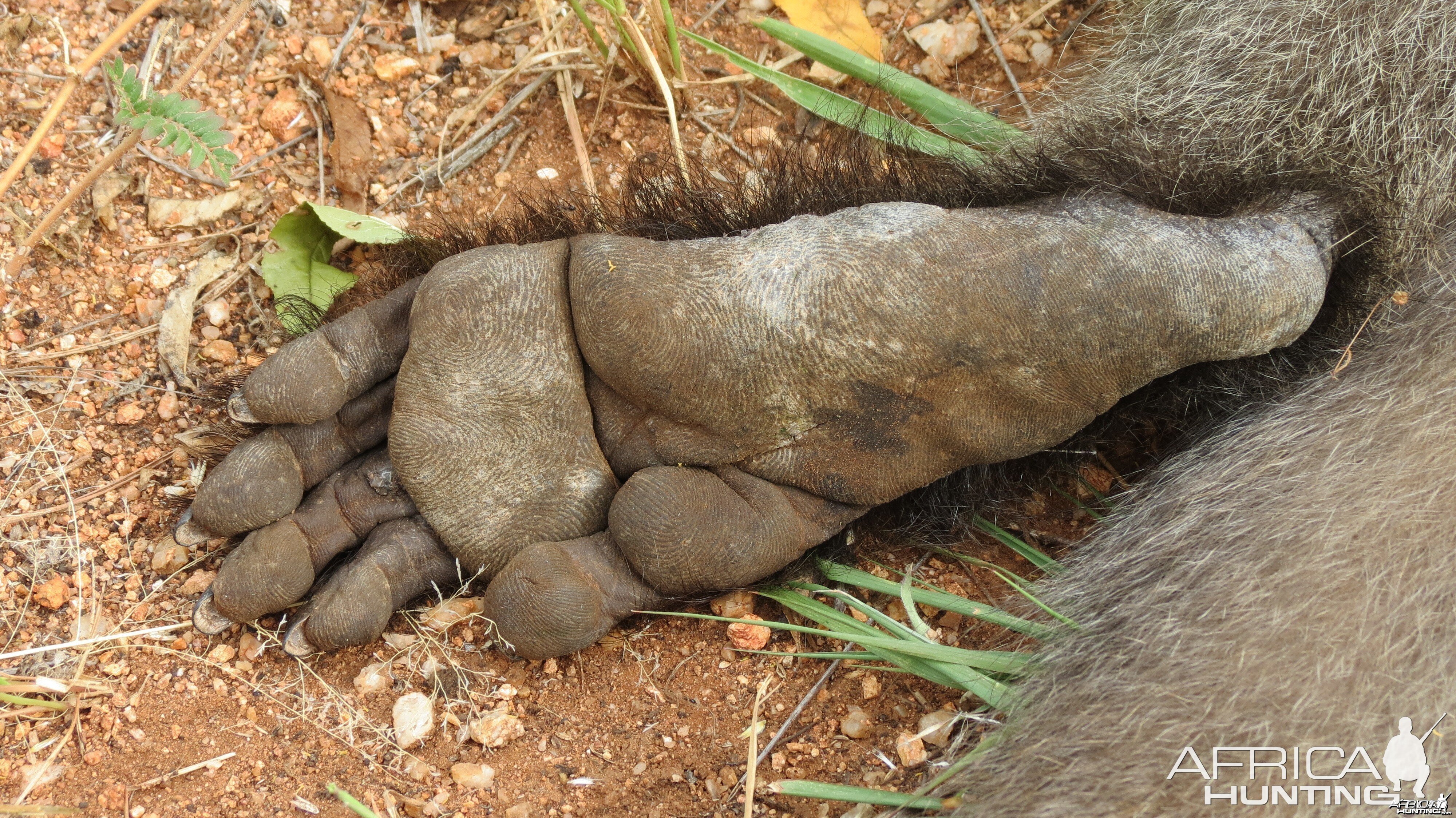 Chacma Baboon Foot Namibia