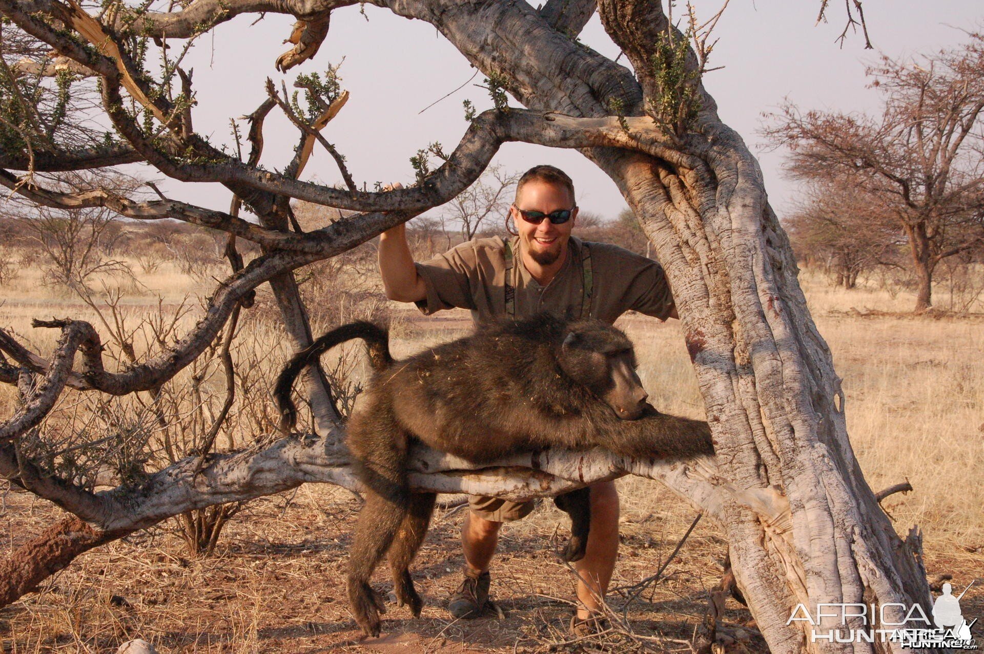 Chacma Baboon hunted in Namibia