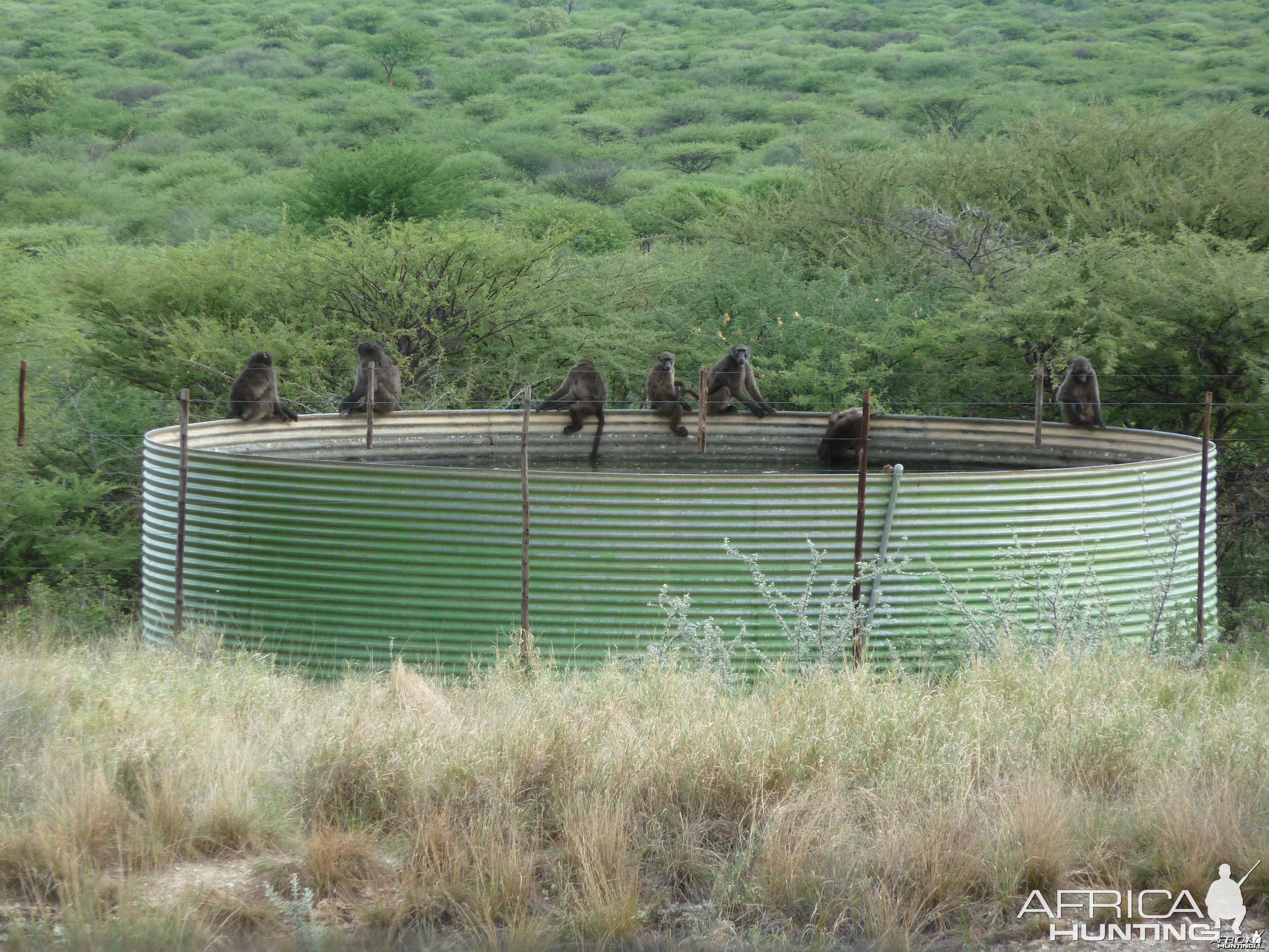 Chacma Baboon Namibia