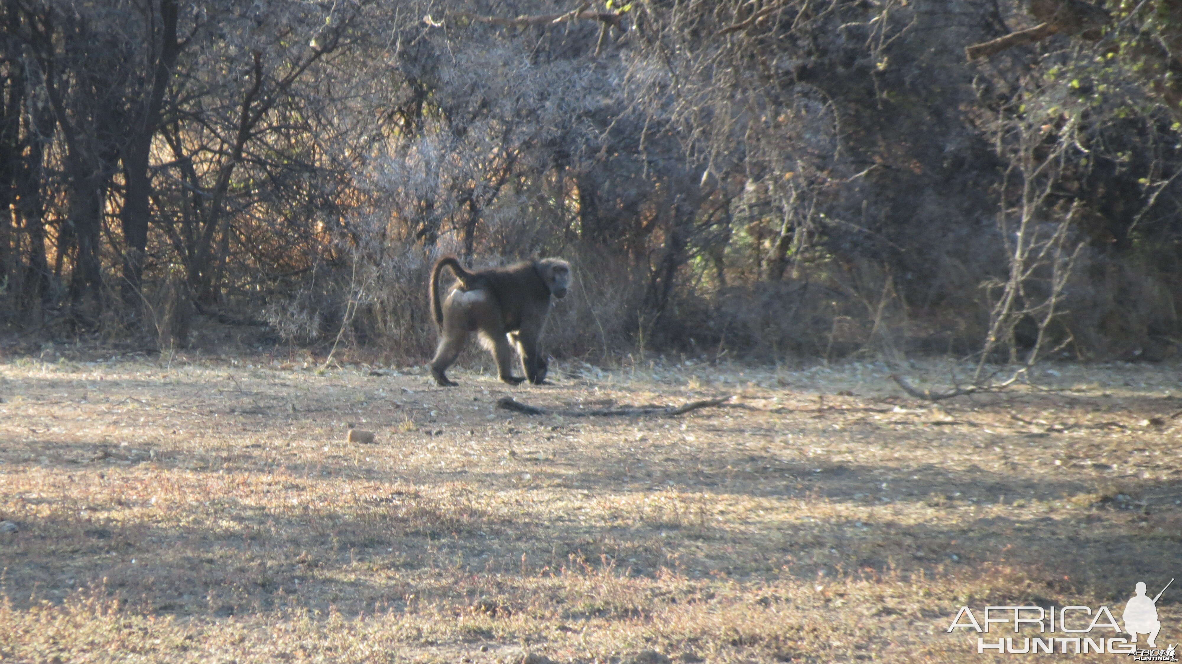 Chacma Baboon Namibia