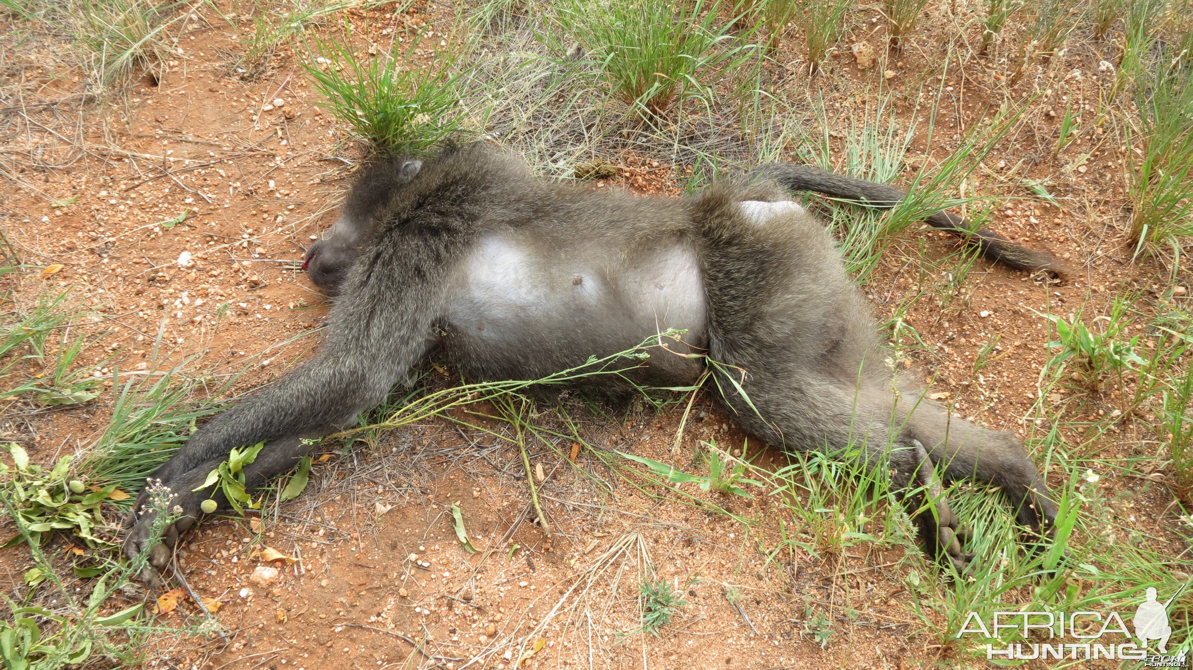 Chacma Baboon Namibia