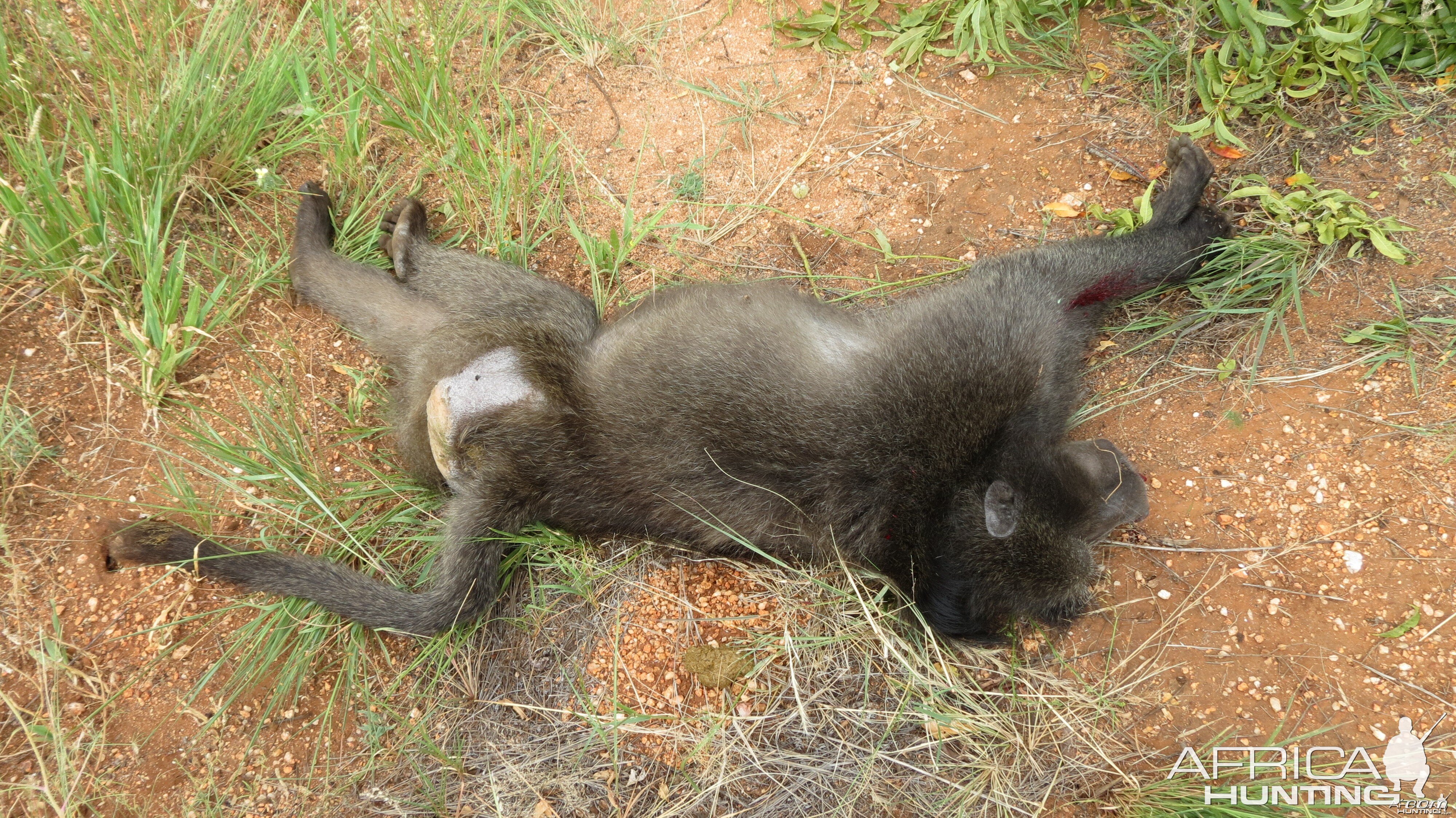 Chacma Baboon Namibia