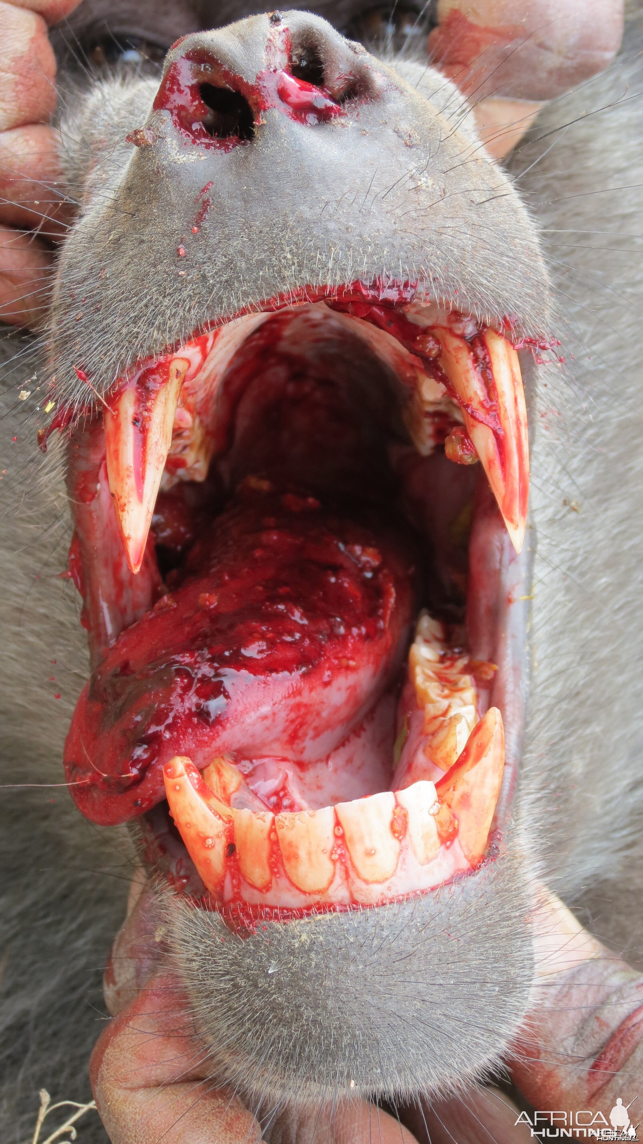 Chacma Baboon Namibia