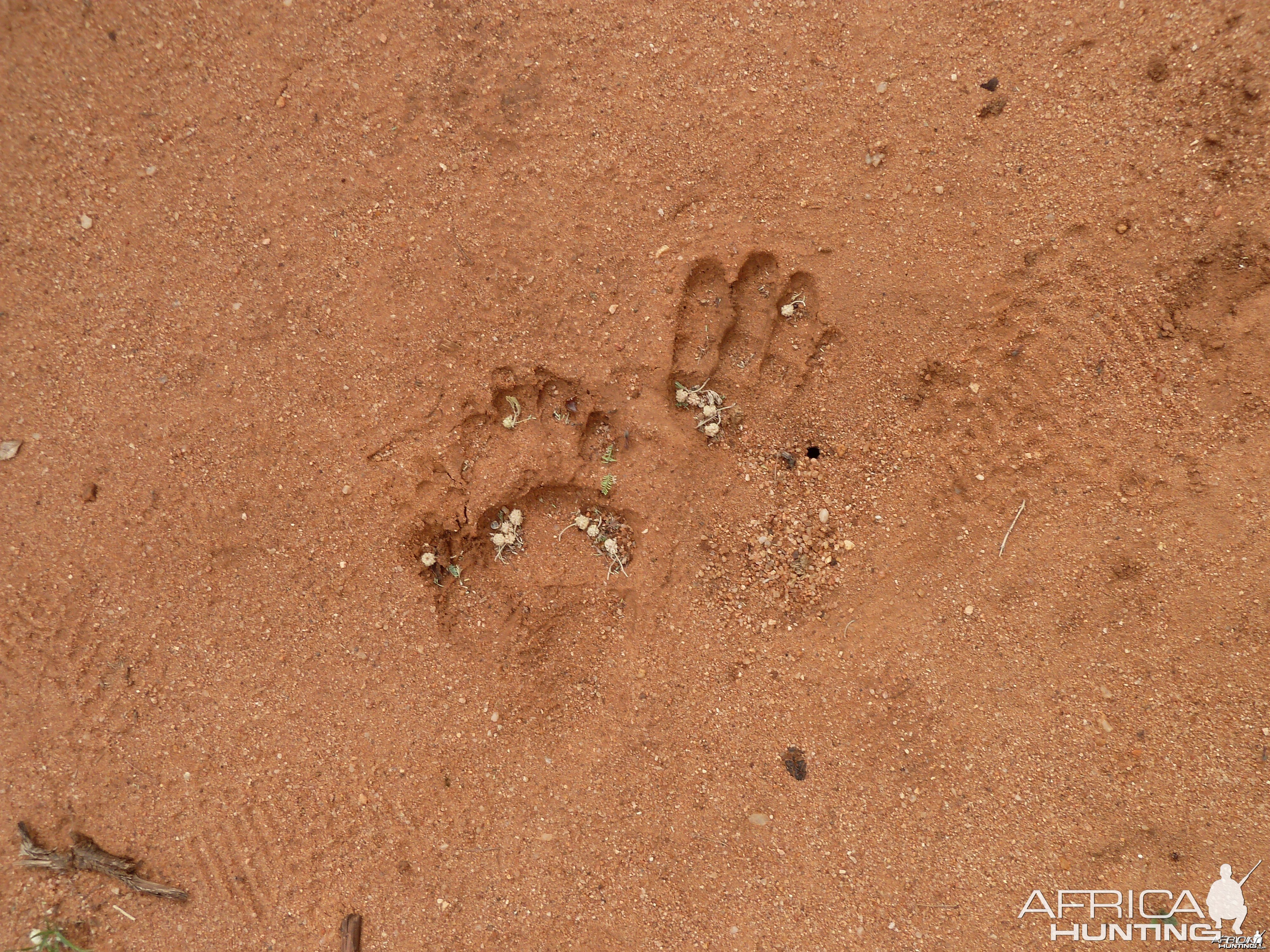 Chacma Baboon Track