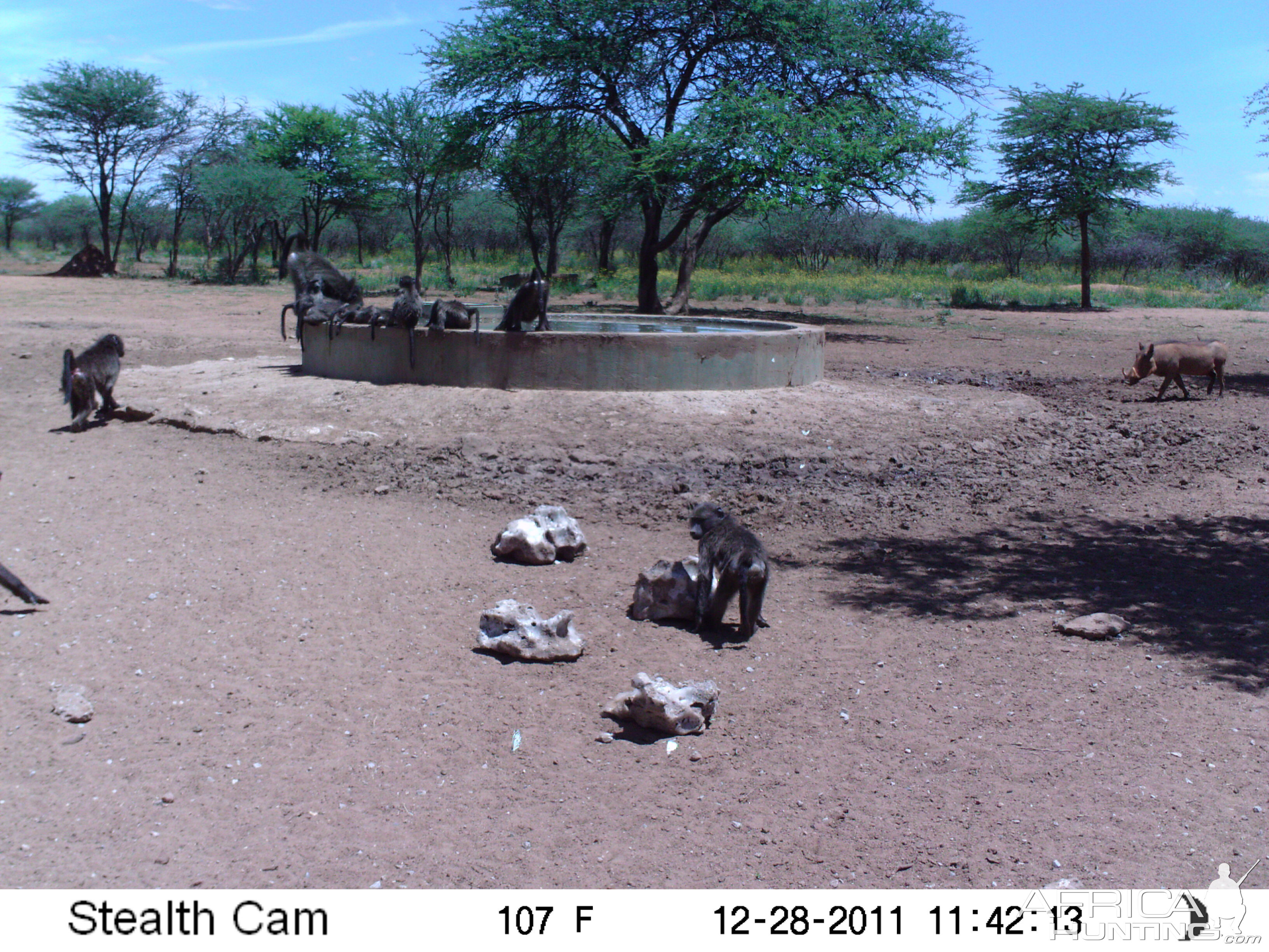 Chacma Baboon Trail Camera Namibia