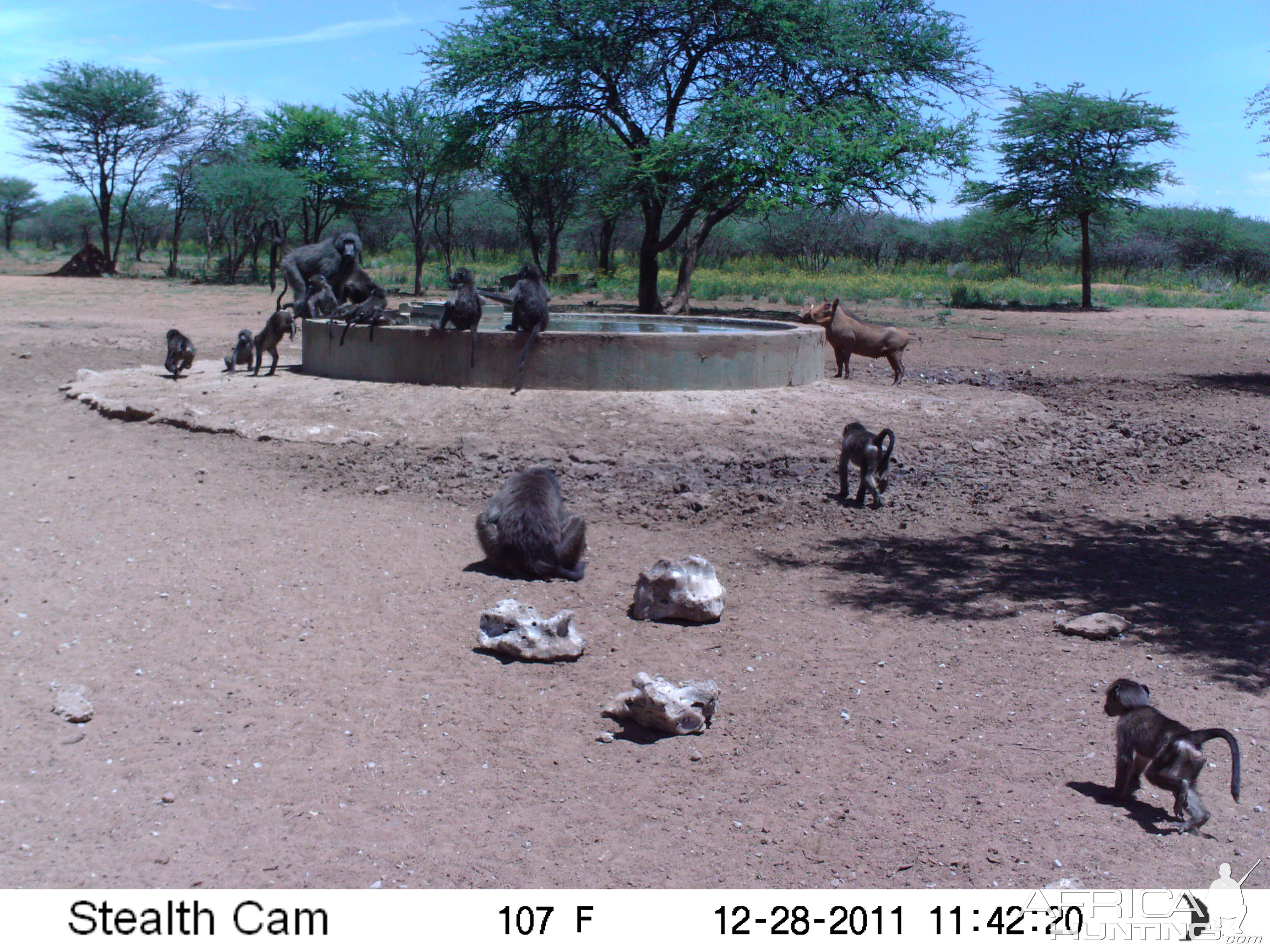 Chacma Baboon Trail Camera Namibia