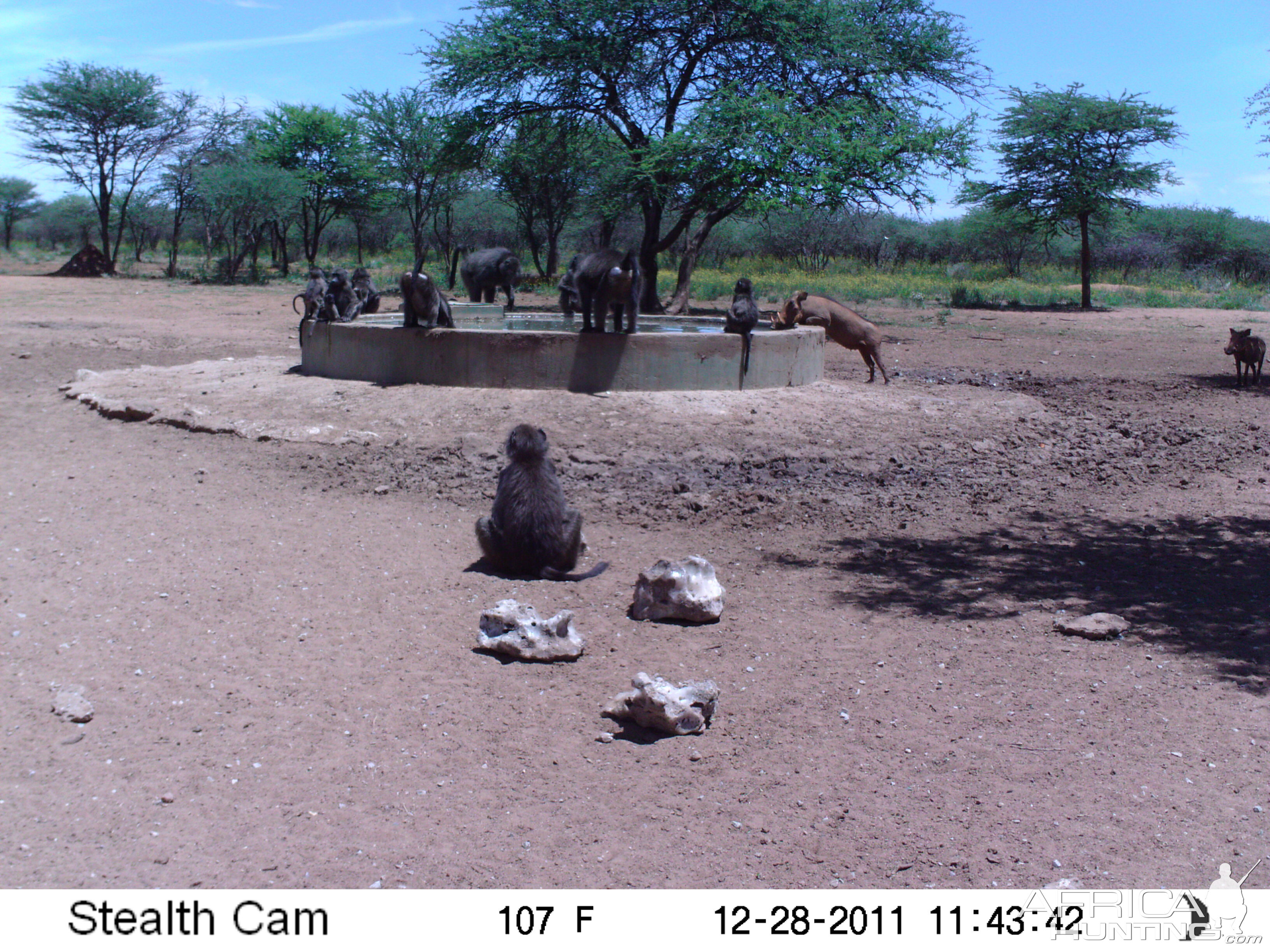 Chacma Baboon Trail Camera Namibia