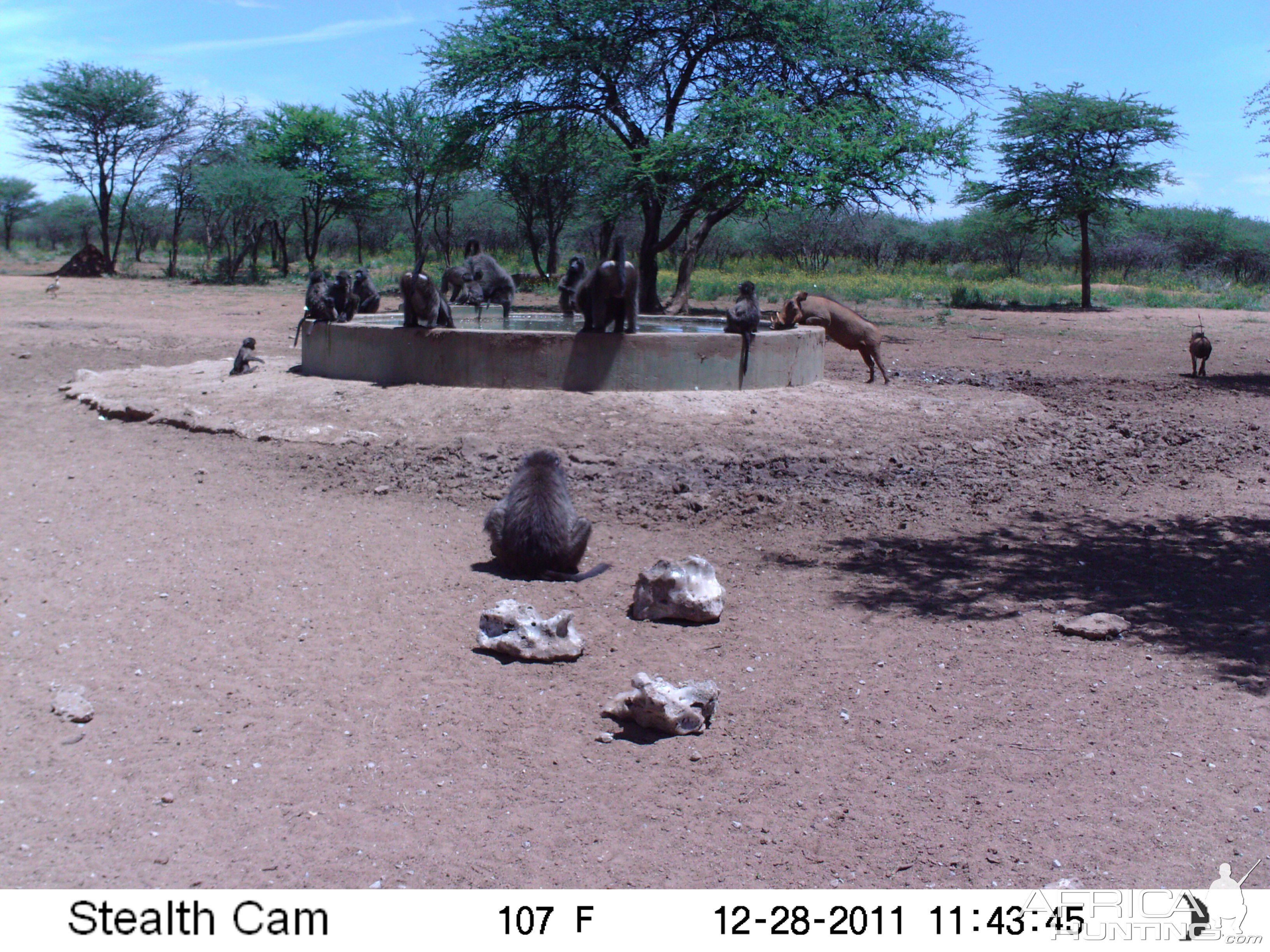 Chacma Baboon Trail Camera Namibia