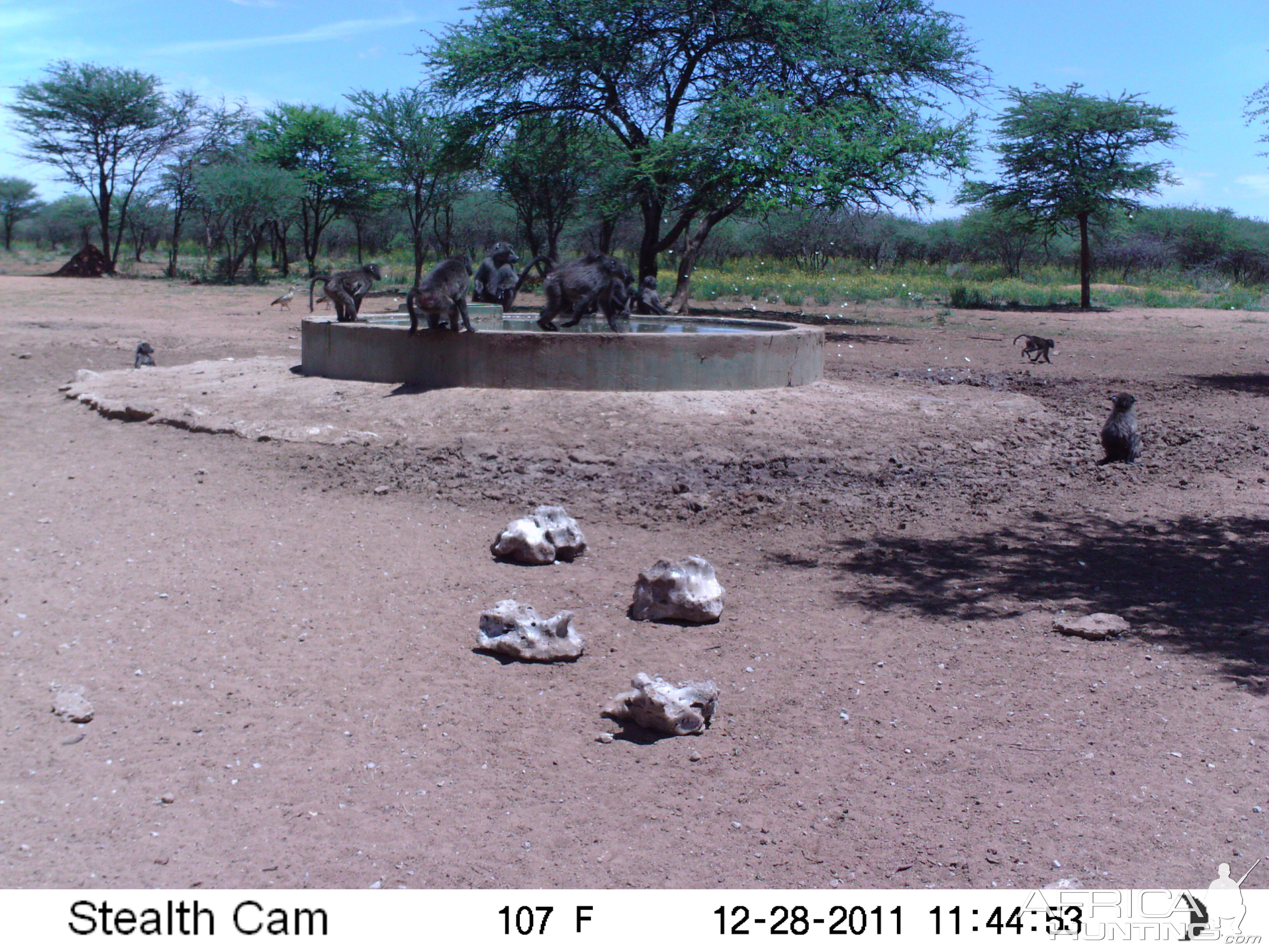 Chacma Baboon Trail Camera Namibia