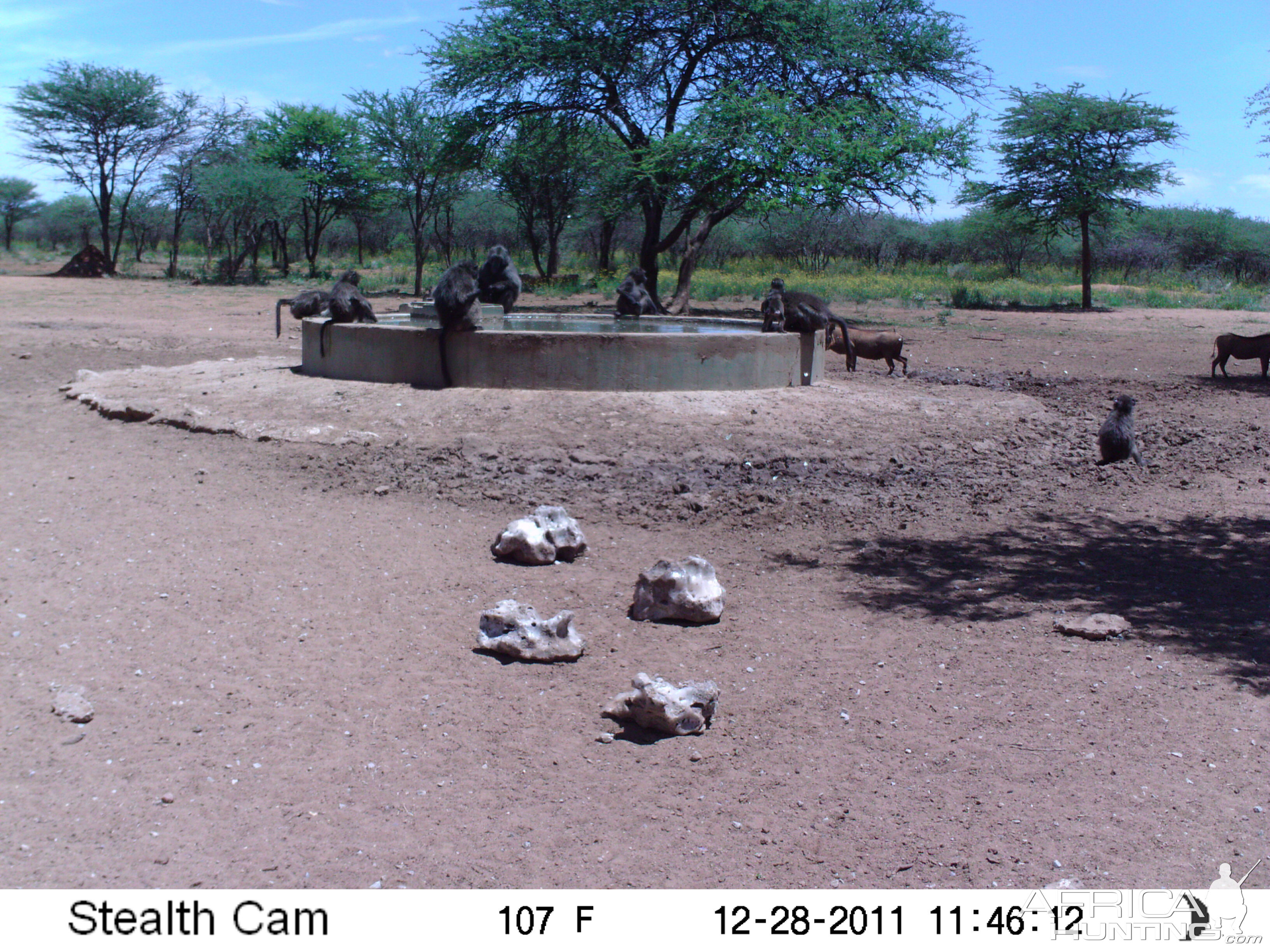 Chacma Baboon Trail Camera Namibia