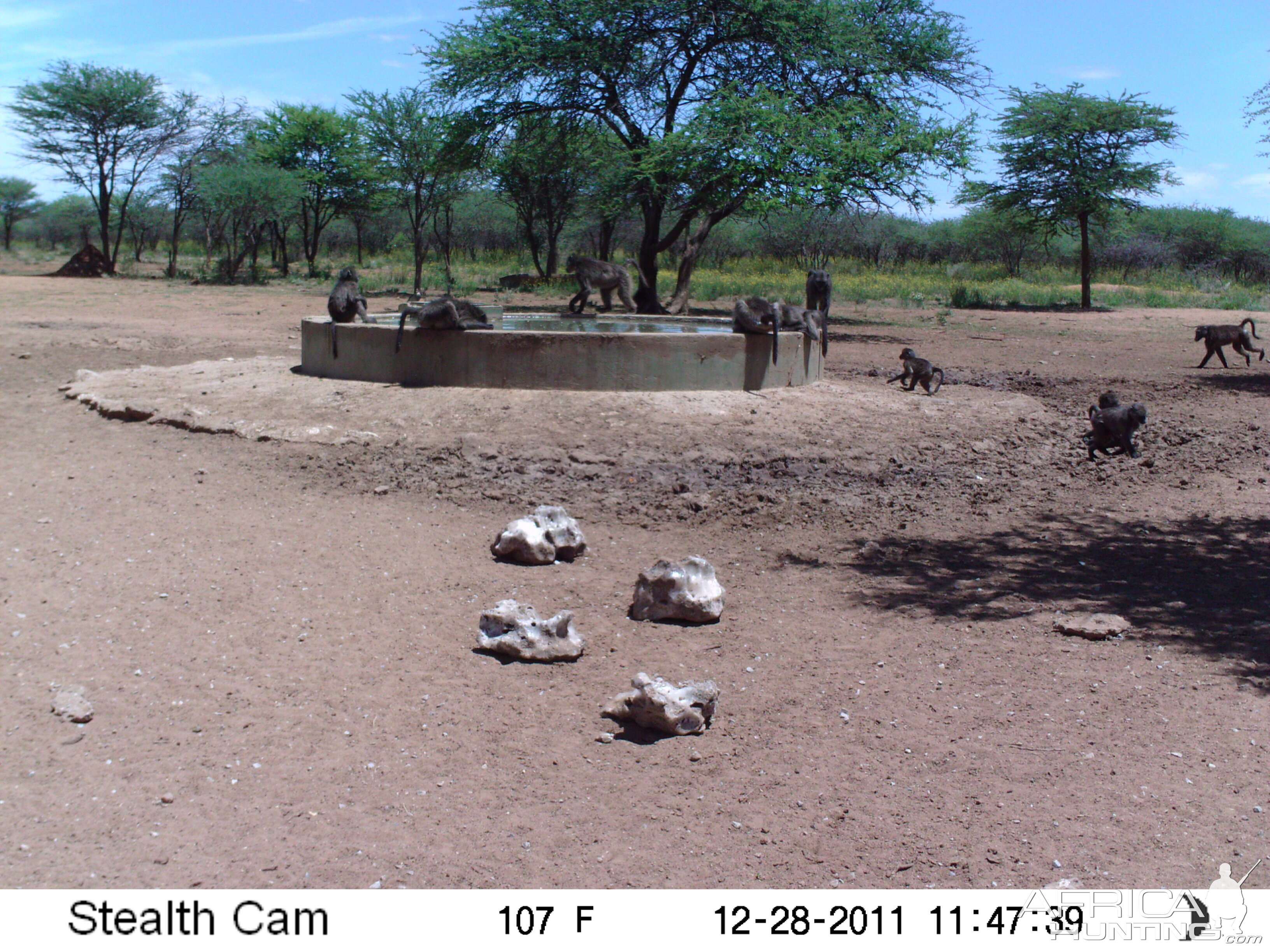 Chacma Baboon Trail Camera Namibia