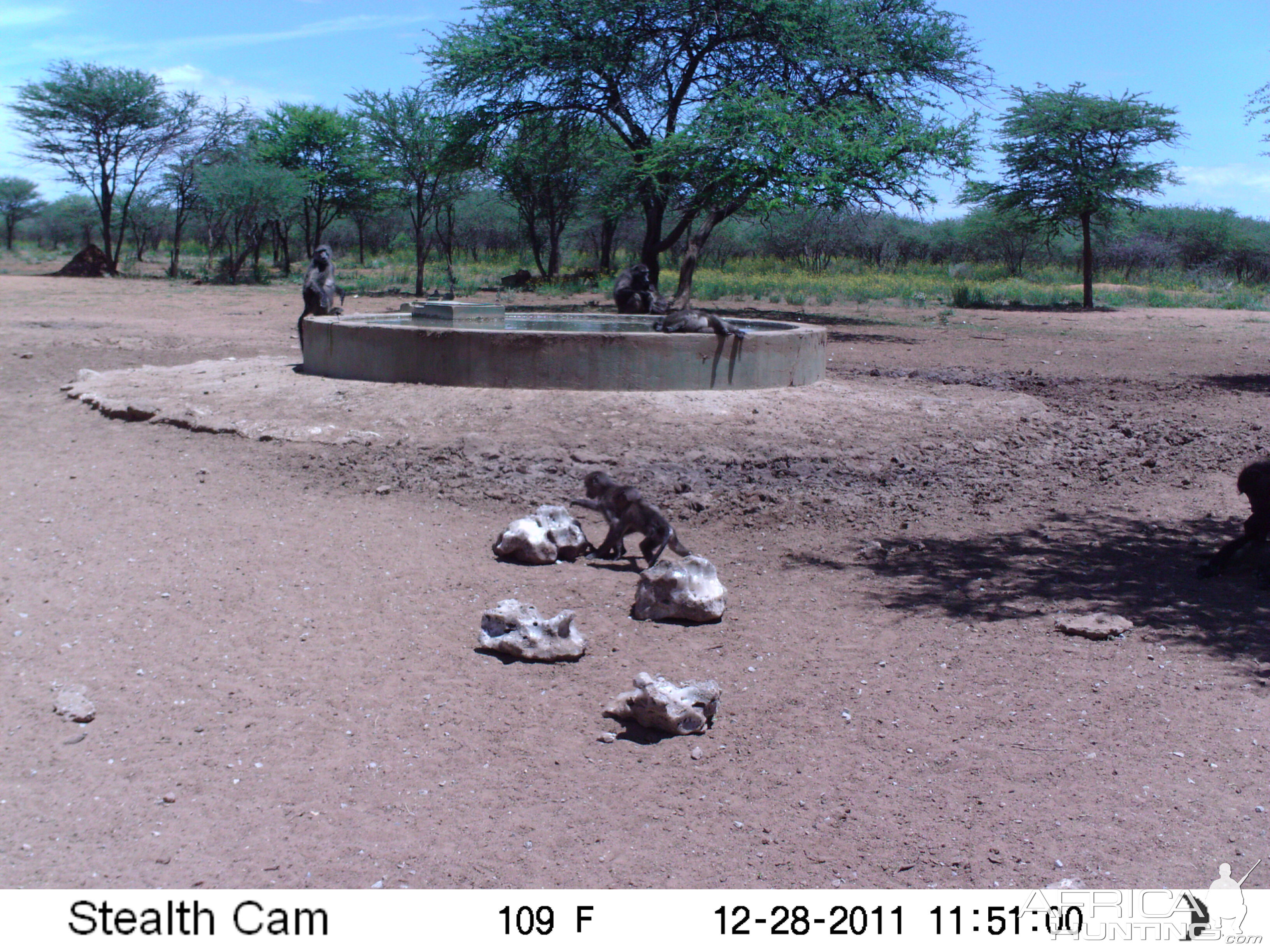 Chacma Baboon Trail Camera Namibia