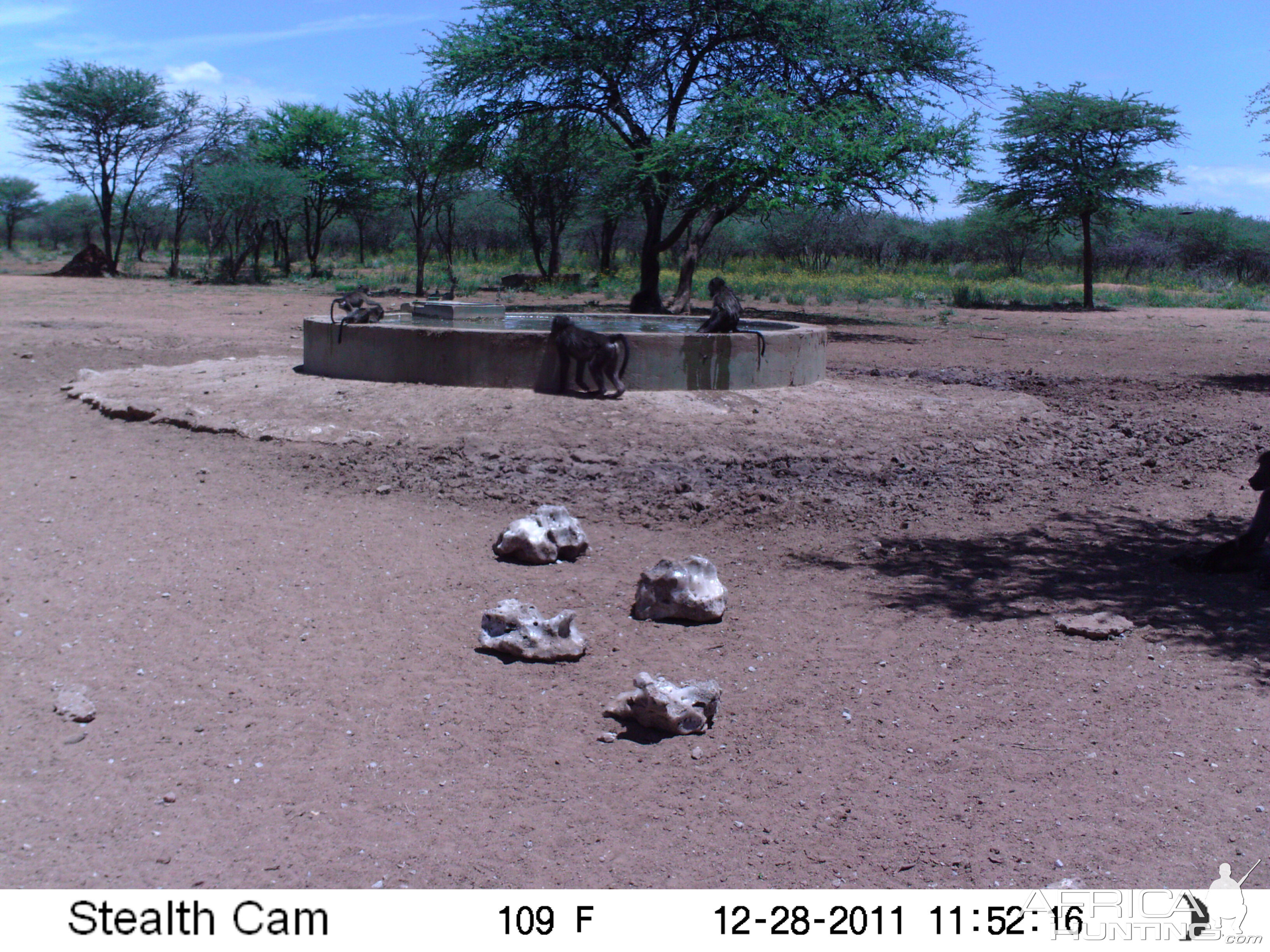 Chacma Baboon Trail Camera Namibia