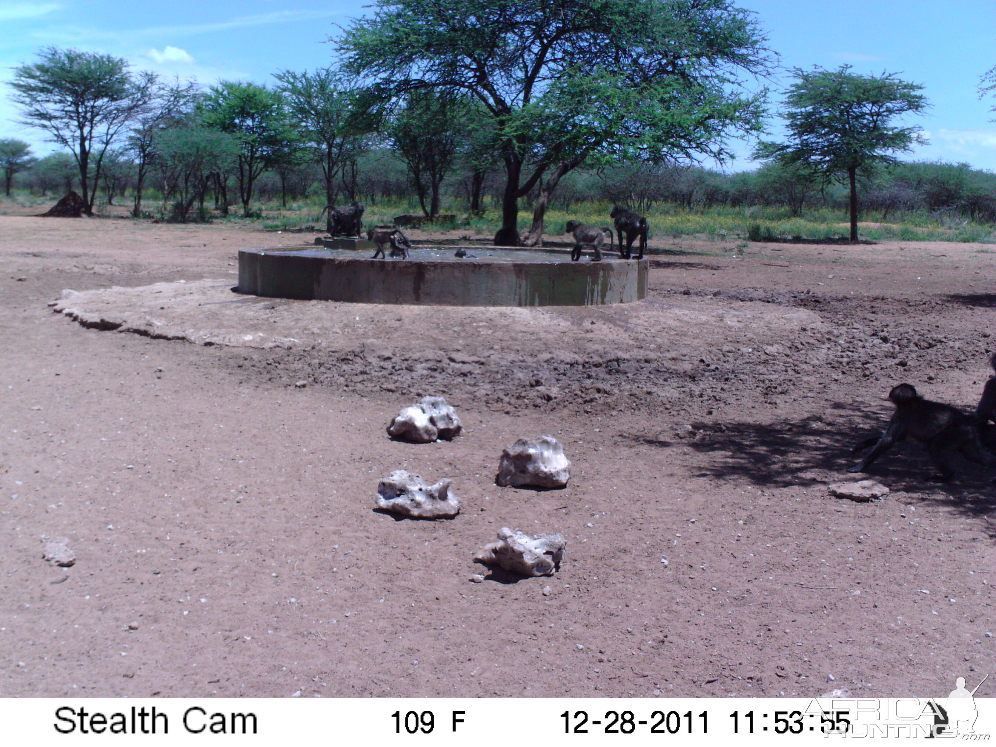 Chacma Baboon Trail Camera Namibia