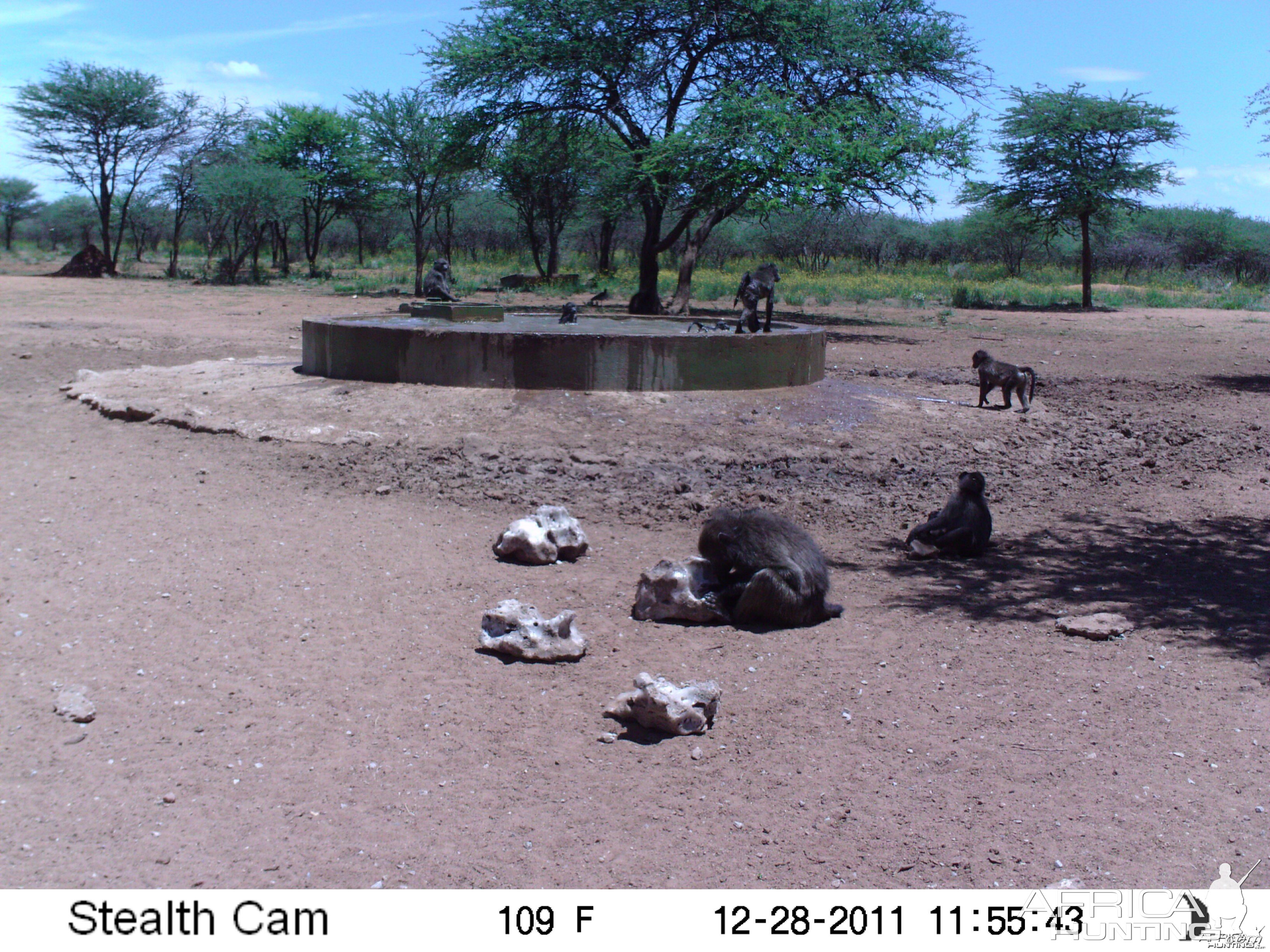 Chacma Baboon Trail Camera Namibia