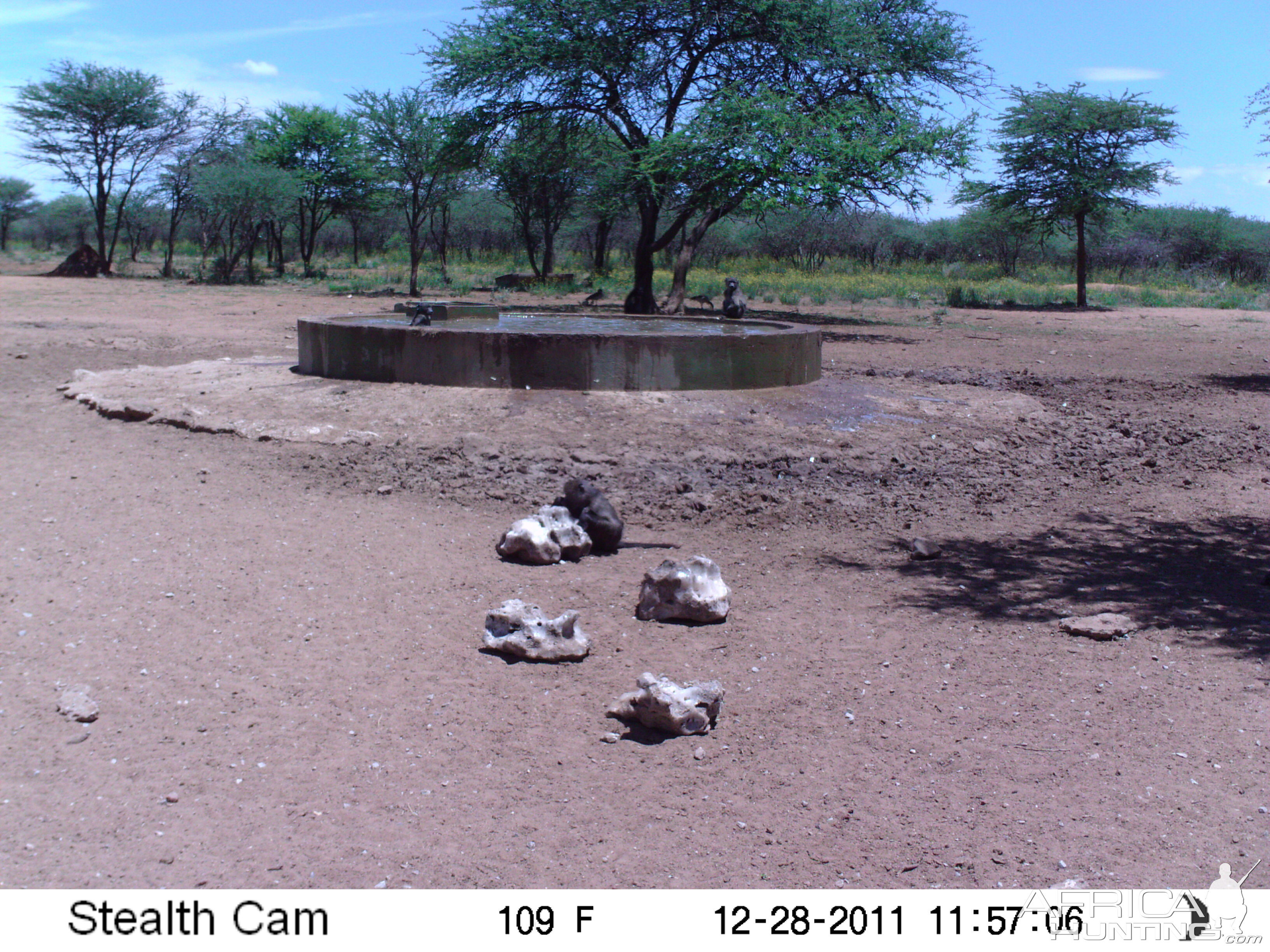 Chacma Baboon Trail Camera Namibia