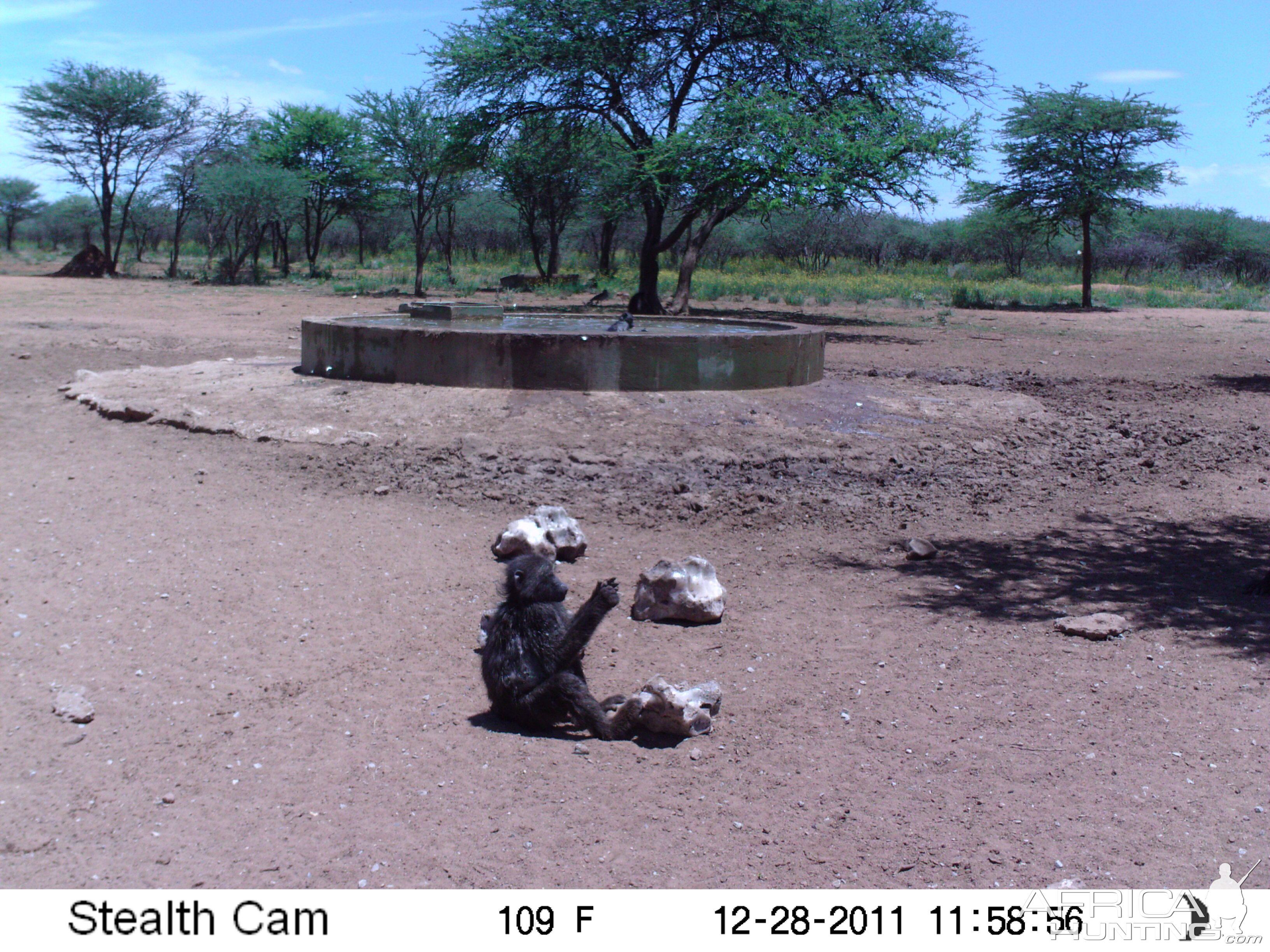 Chacma Baboon Trail Camera Namibia