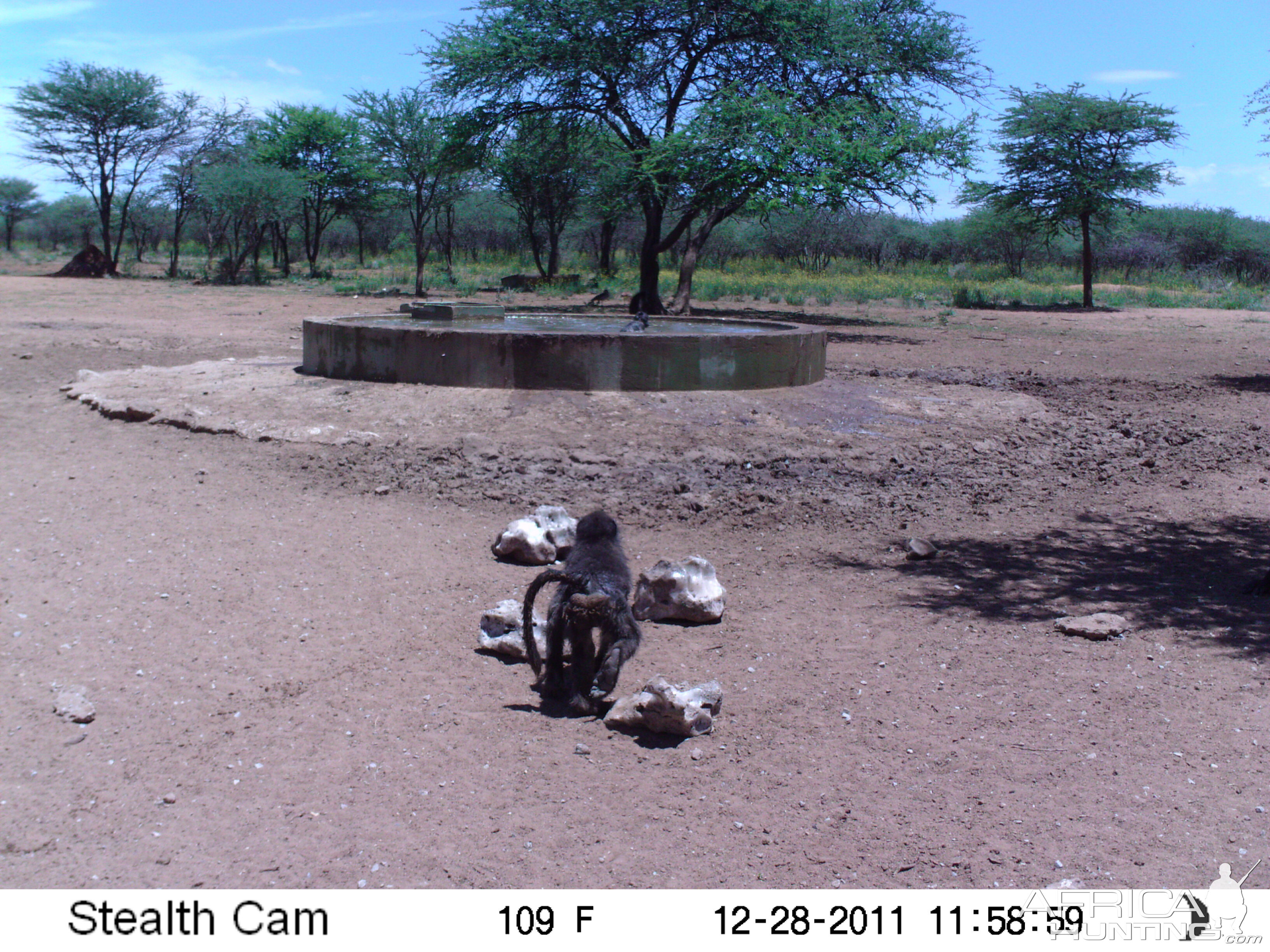 Chacma Baboon Trail Camera Namibia