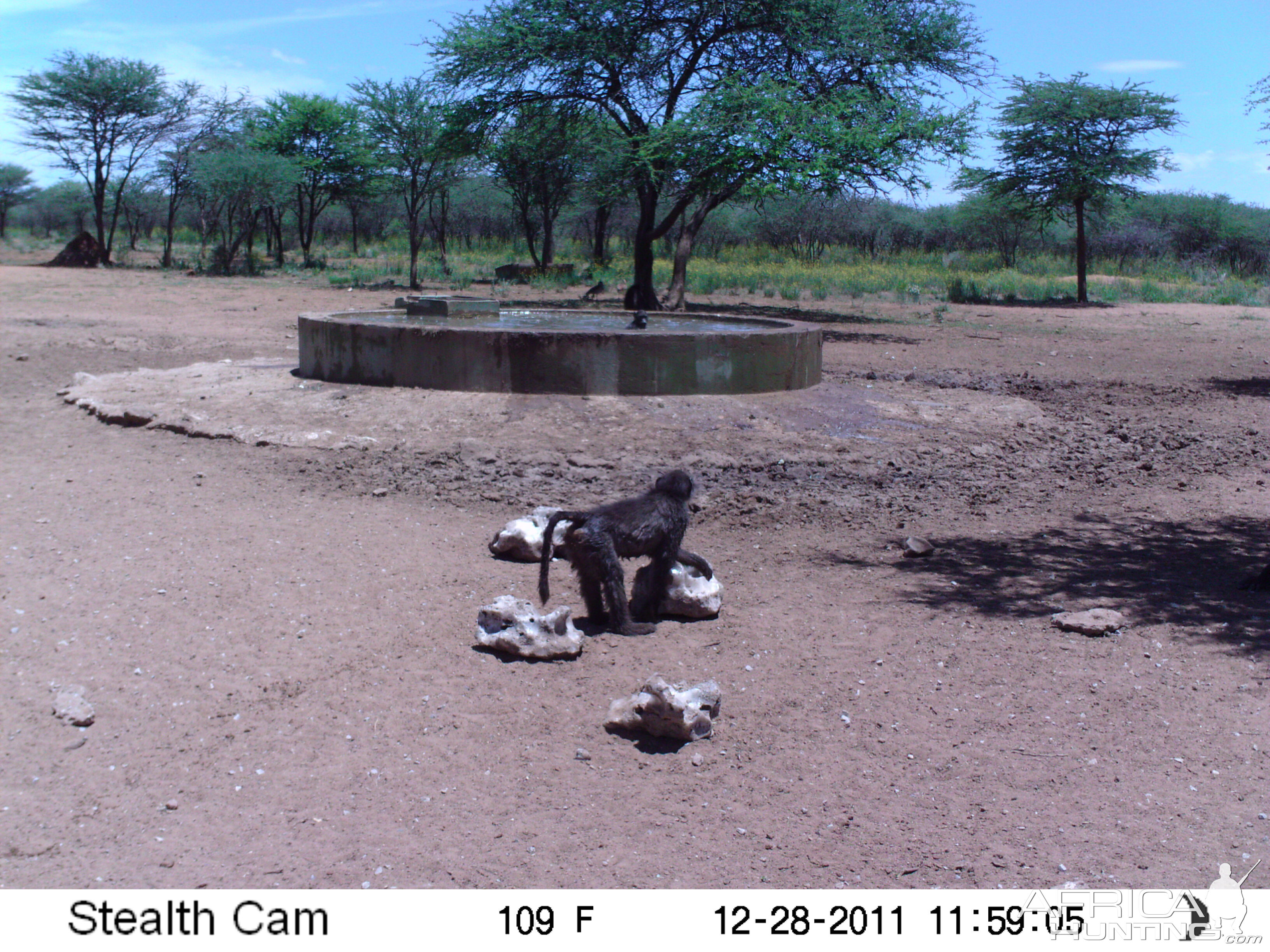 Chacma Baboon Trail Camera Namibia