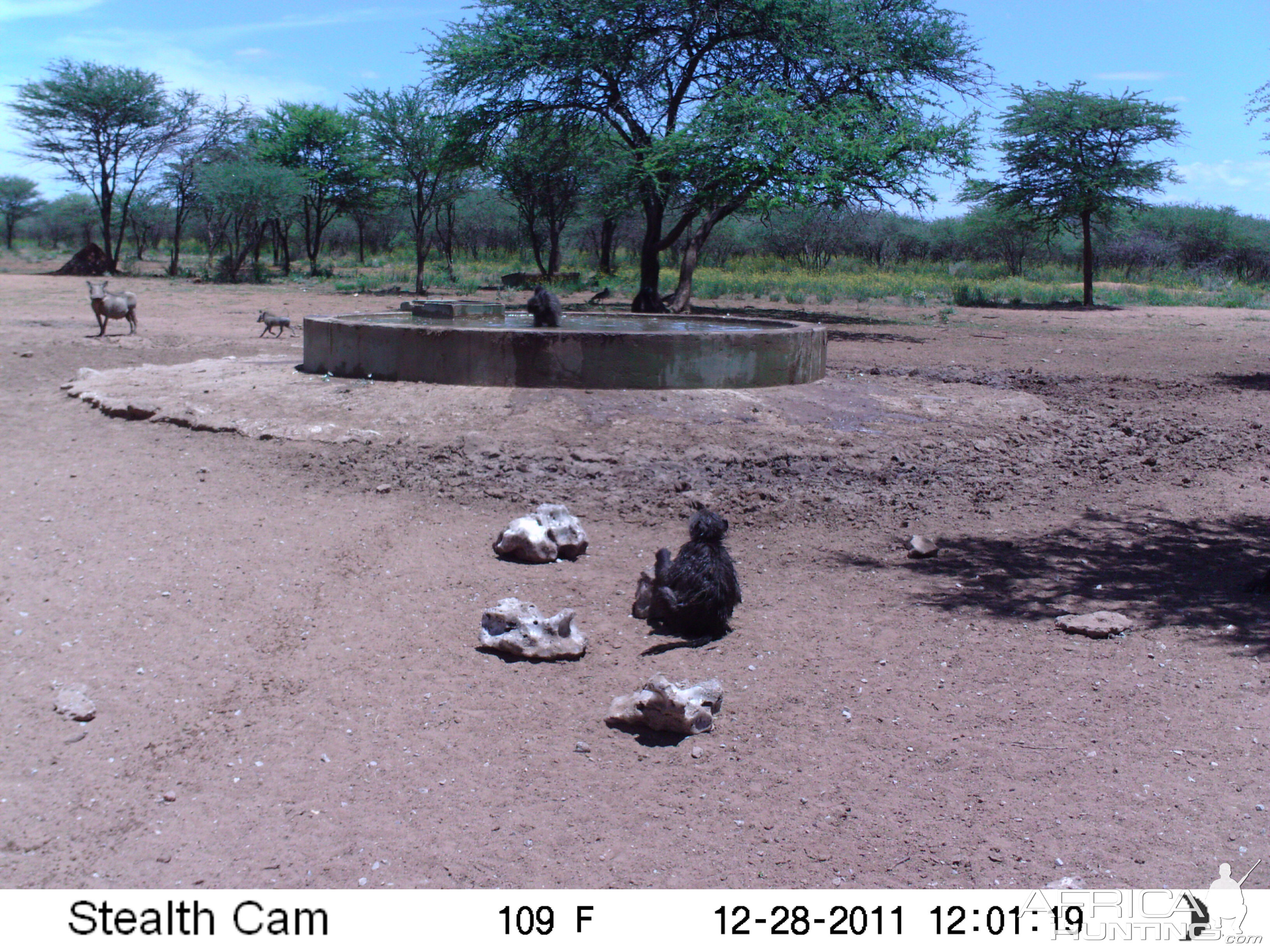 Chacma Baboon Trail Camera Namibia