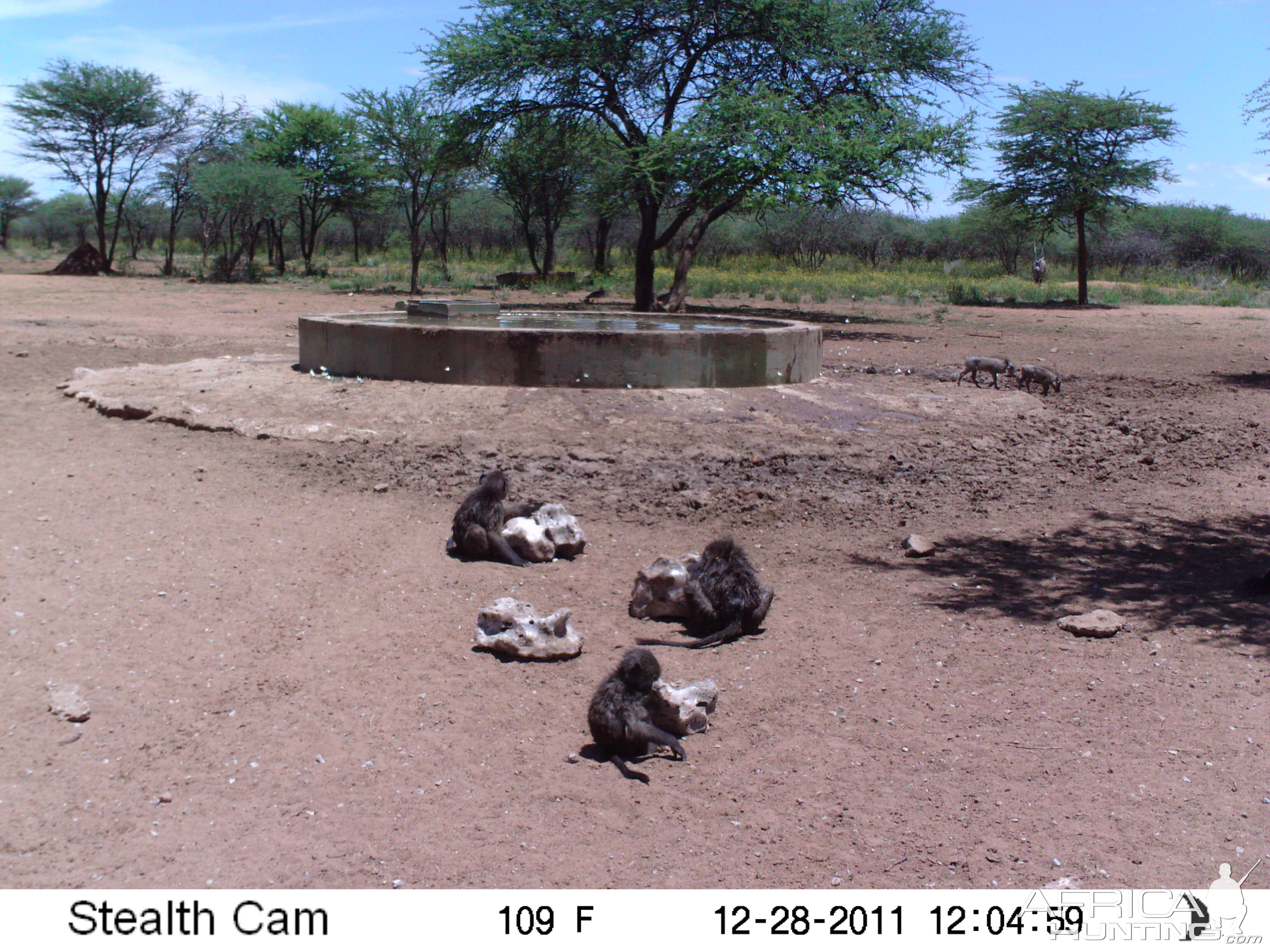 Chacma Baboon Trail Camera Namibia