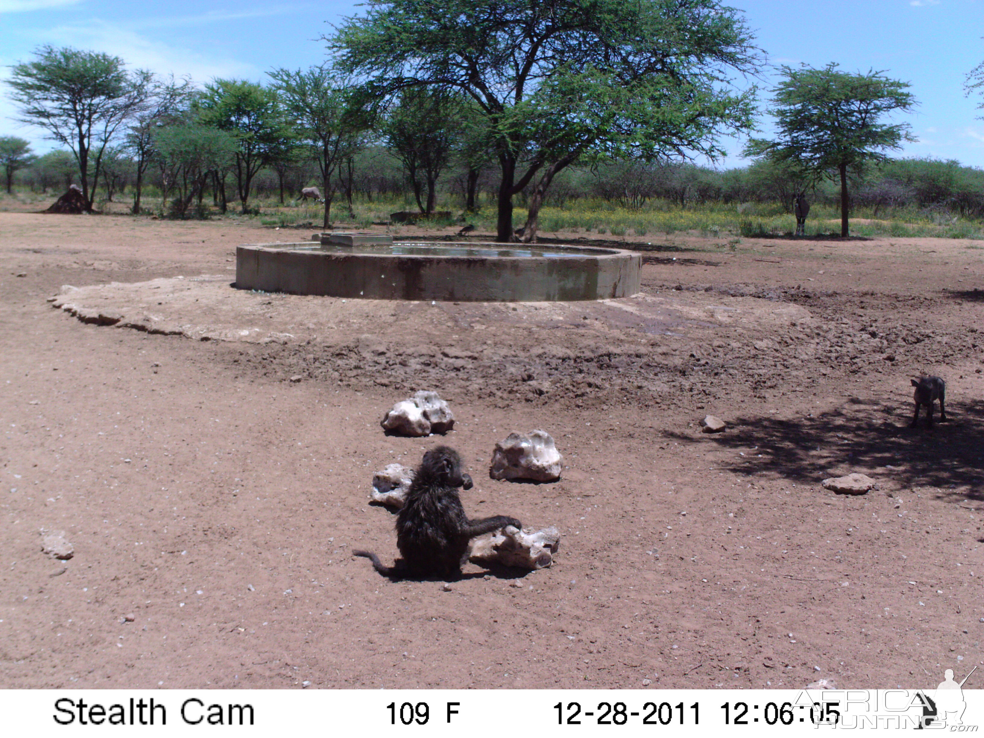 Chacma Baboon Trail Camera Namibia