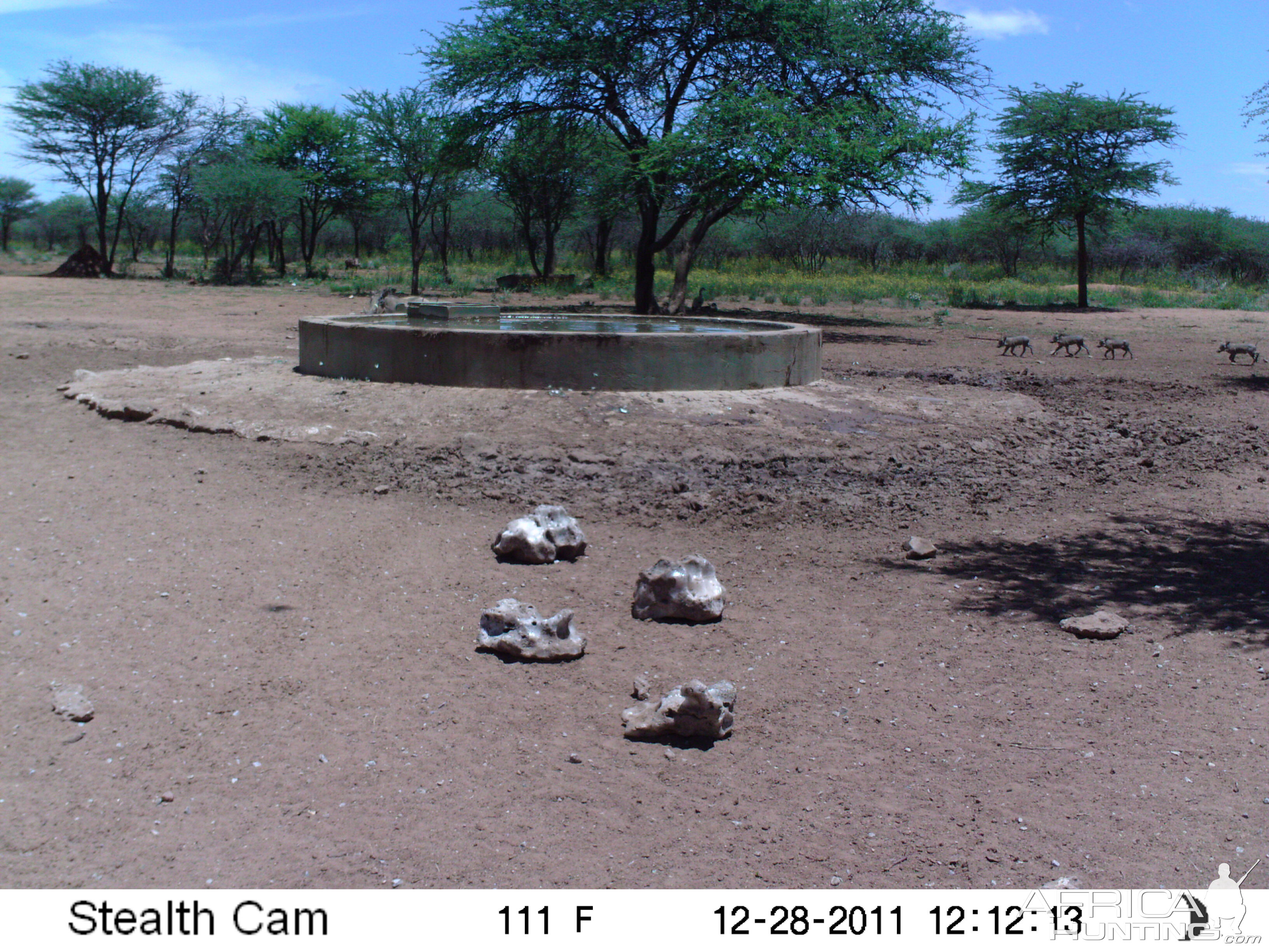 Chacma Baboon Trail Camera Namibia