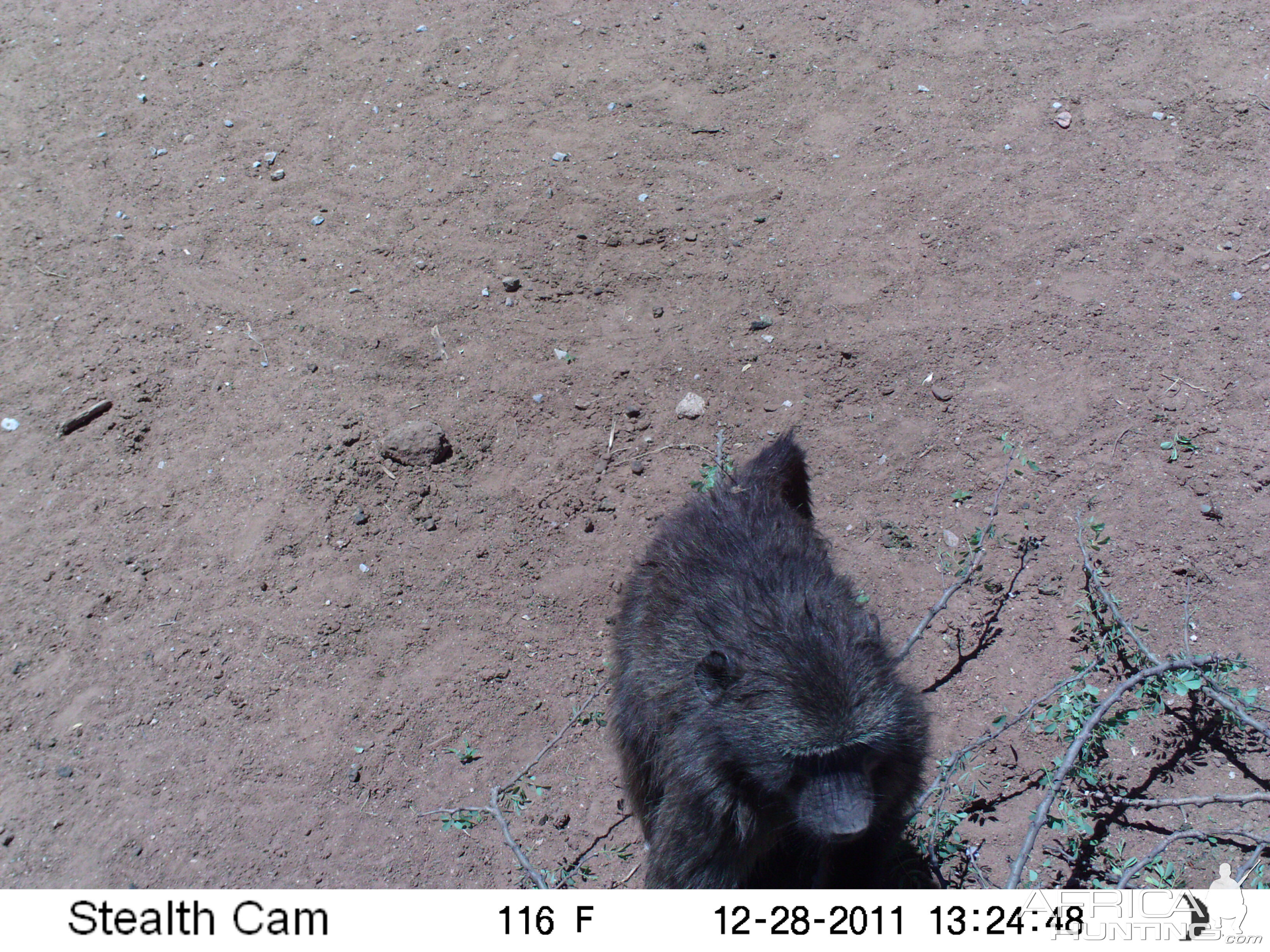 Chacma Baboon Trail Camera Namibia