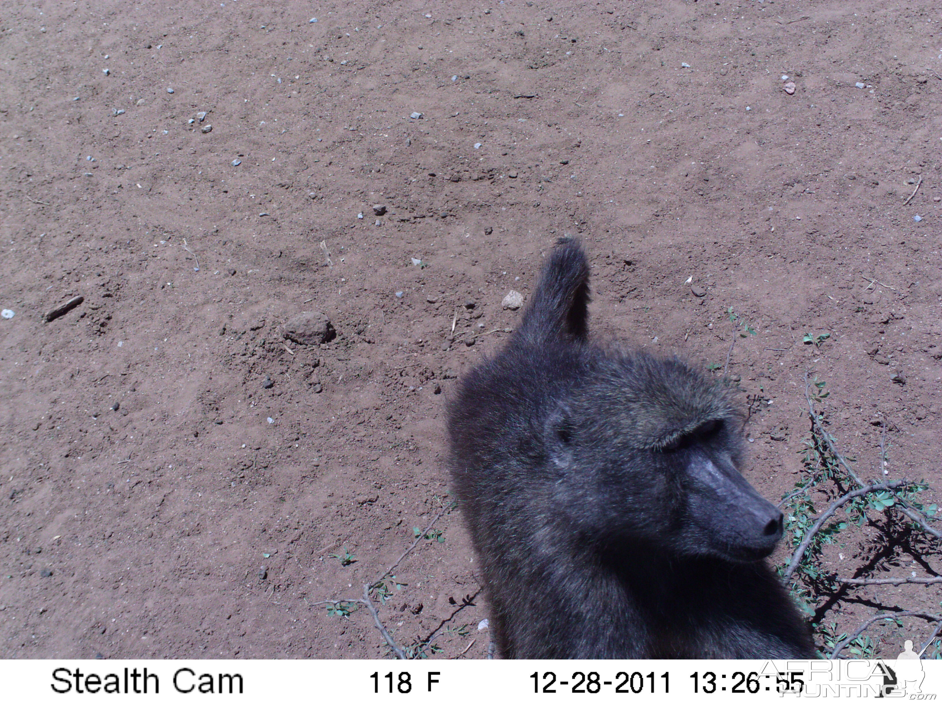 Chacma Baboon Trail Camera Namibia