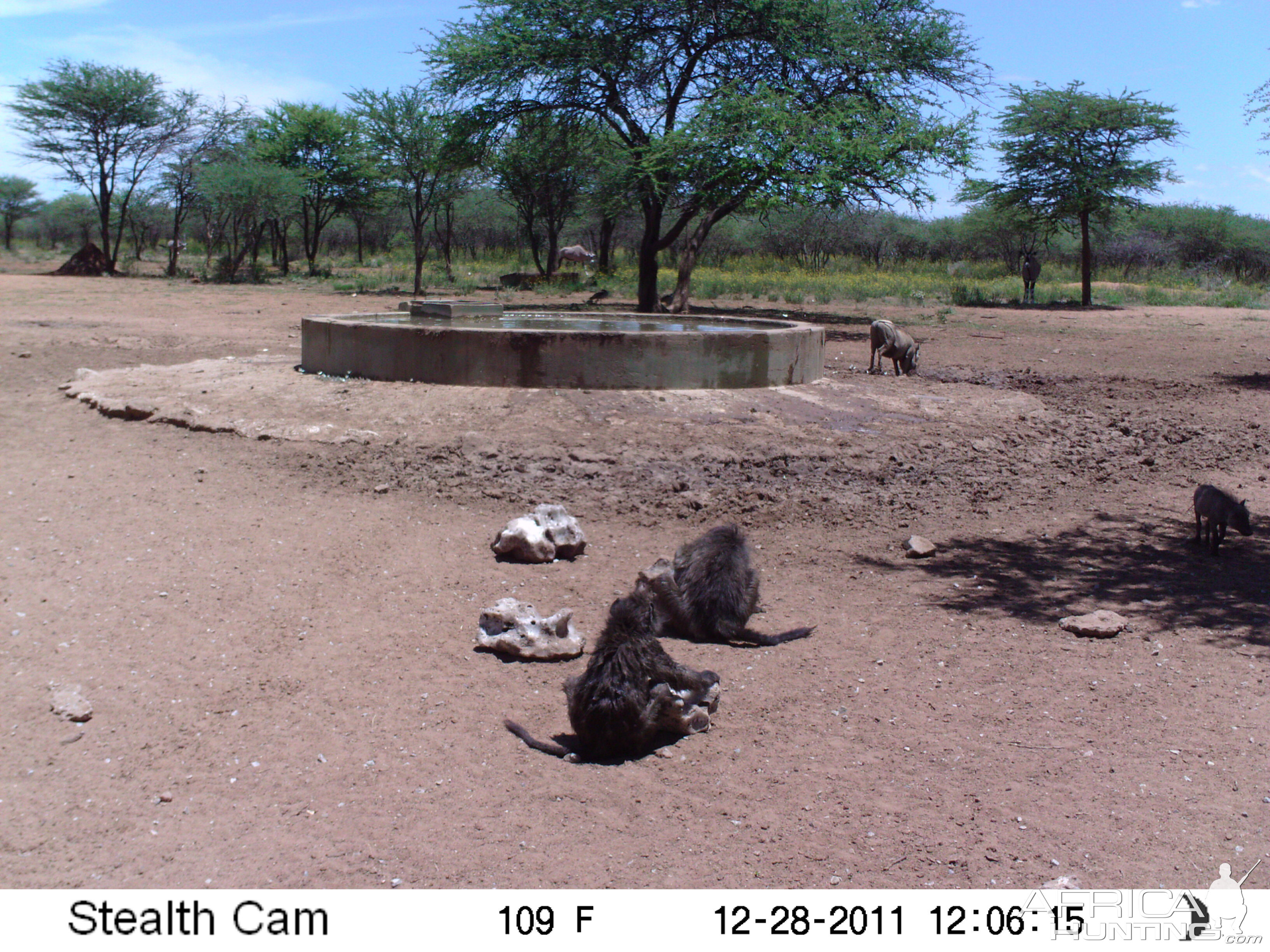 Chacma Baboon Trail Camera Namibia