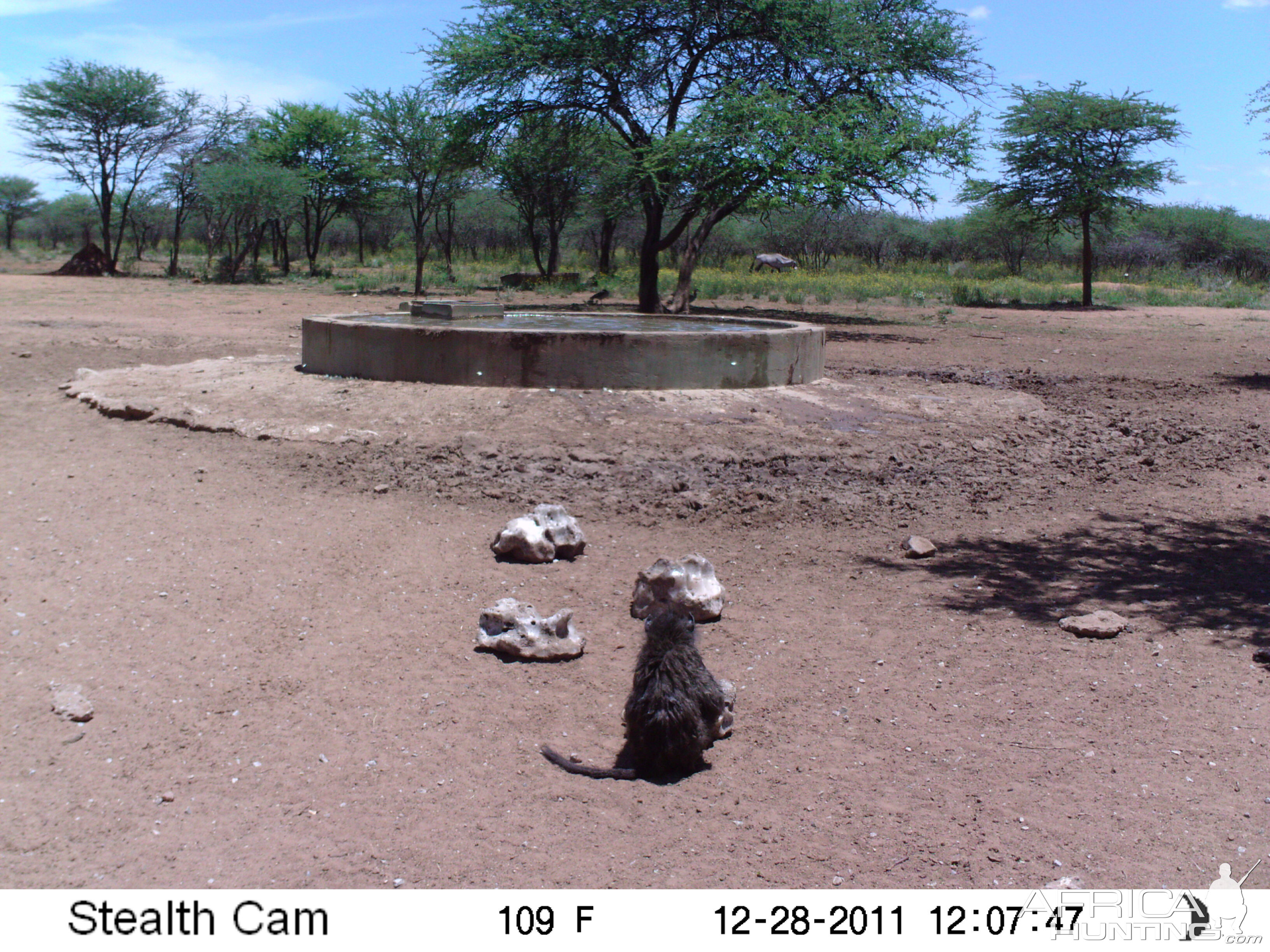 Chacma Baboon Trail Camera Namibia